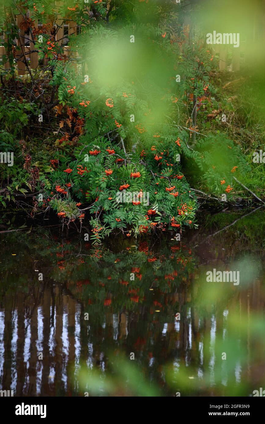 Un ramo di cenere di montagna con bacche mature è appeso sull'acqua scura del serbatoio. Foto Stock