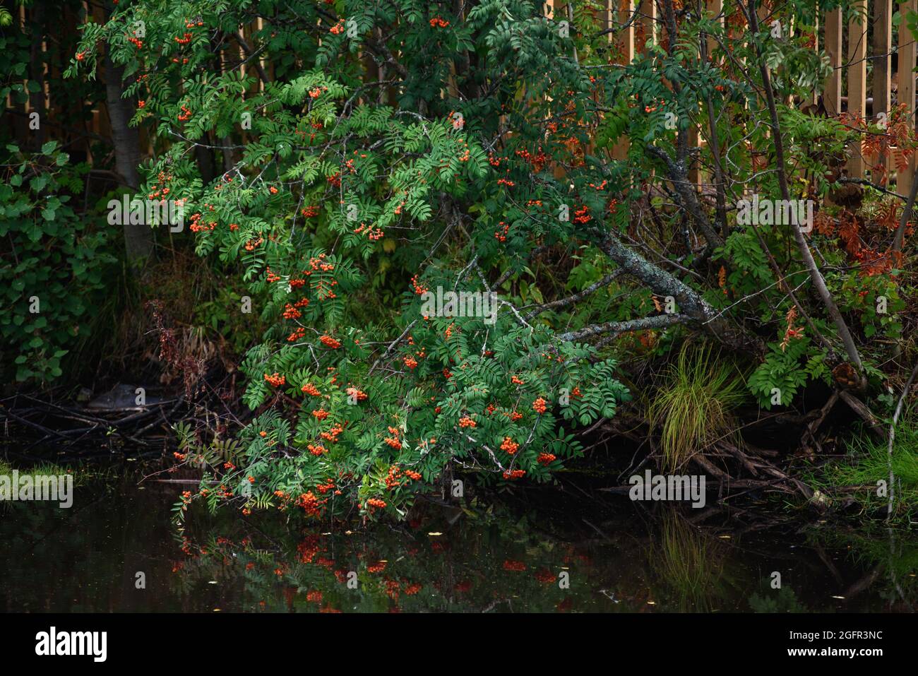 Un ramo di cenere di montagna con bacche mature è appeso sull'acqua scura del serbatoio. Foto Stock