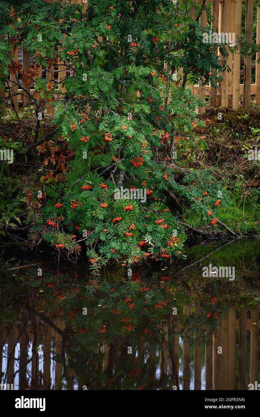 Un ramo di cenere di montagna con bacche mature è appeso sull'acqua scura del serbatoio. Foto Stock