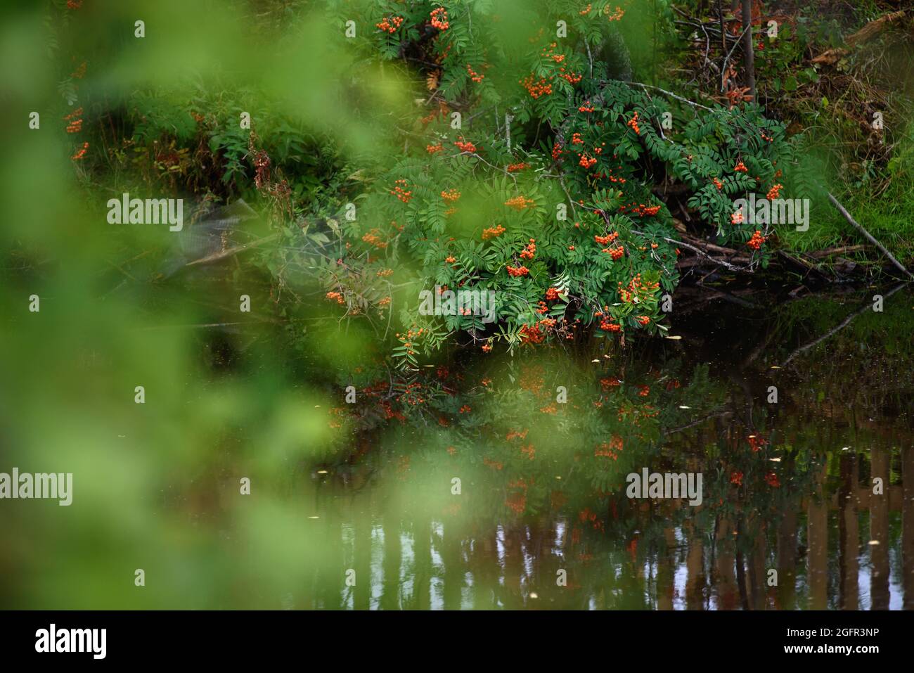 Un ramo di cenere di montagna con bacche mature è appeso sull'acqua scura del serbatoio. Foto Stock
