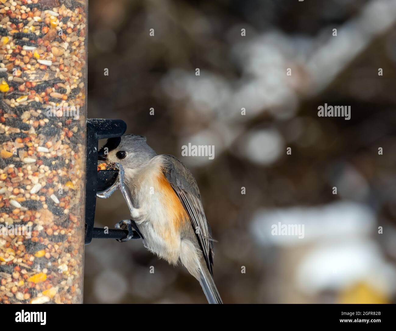 Questo topo con ciuffo non è timido di raggiungere la sua testa nel distributore di semi per trovare solo il boccone giusto di cibo. Effetto bokeh. Foto Stock