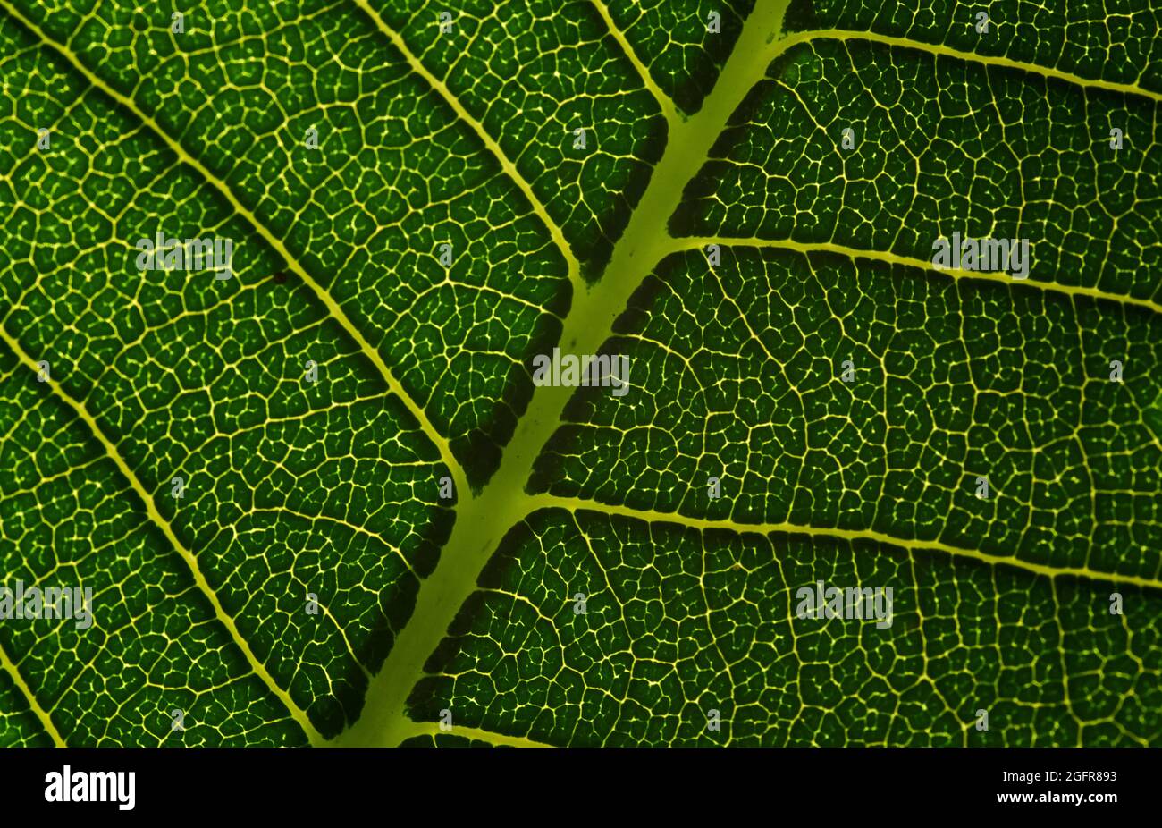 Sfondo del motivo a foglia verde Foto Stock
