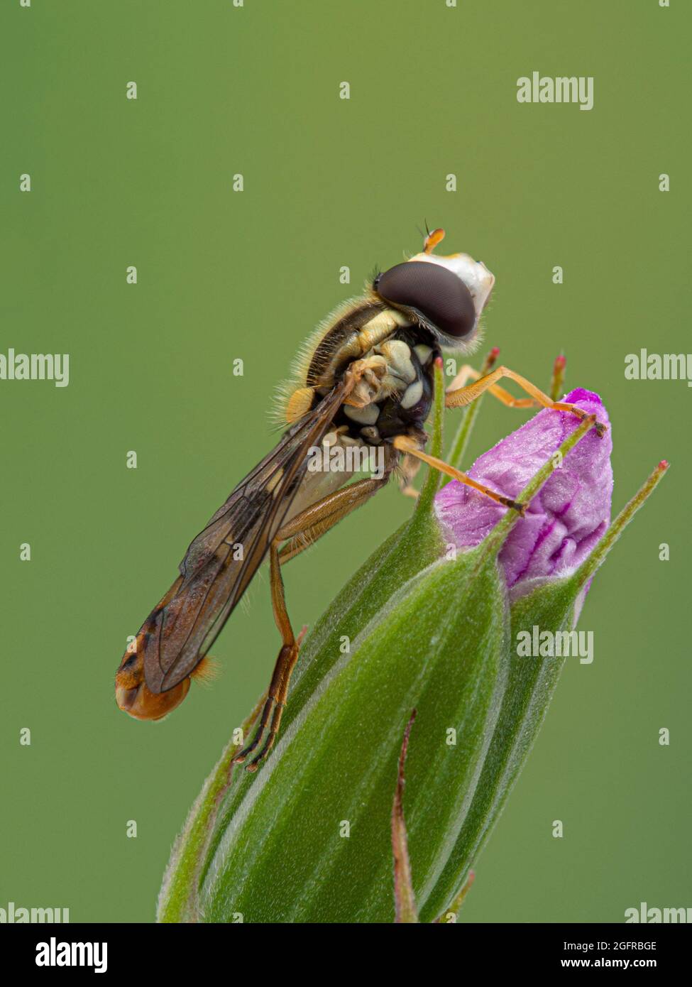 Immagine verticale di una bella hoverfly maschile (Sphaerophoria solforipes) che poggia su un geranio rosa fiore geranio germoglio Foto Stock