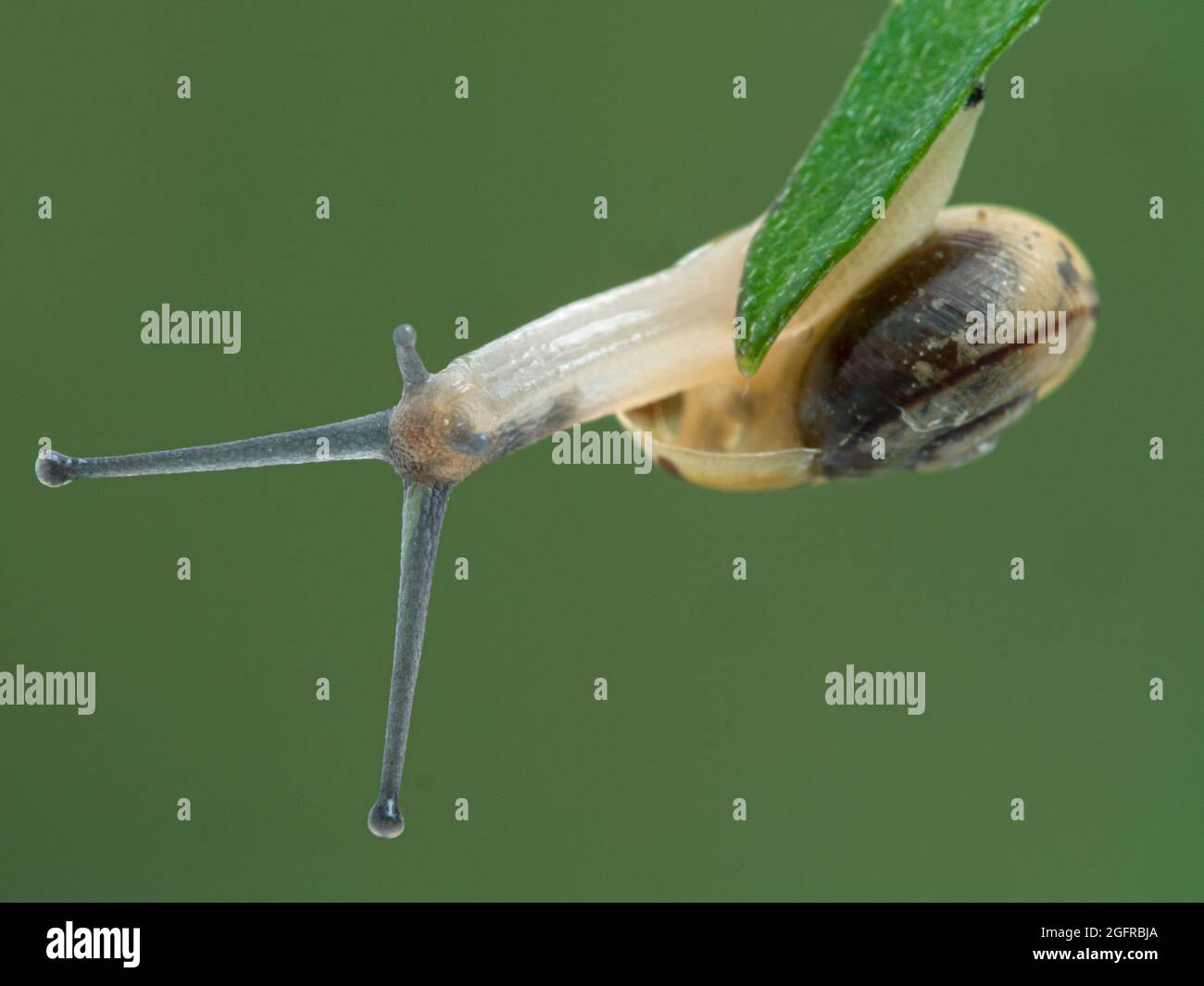 Lumaca da giardino con fasce giovanili (Cepaea nemoralis) capovolta sotto una foglia di pianta che mostra il suo lato inferiore Foto Stock