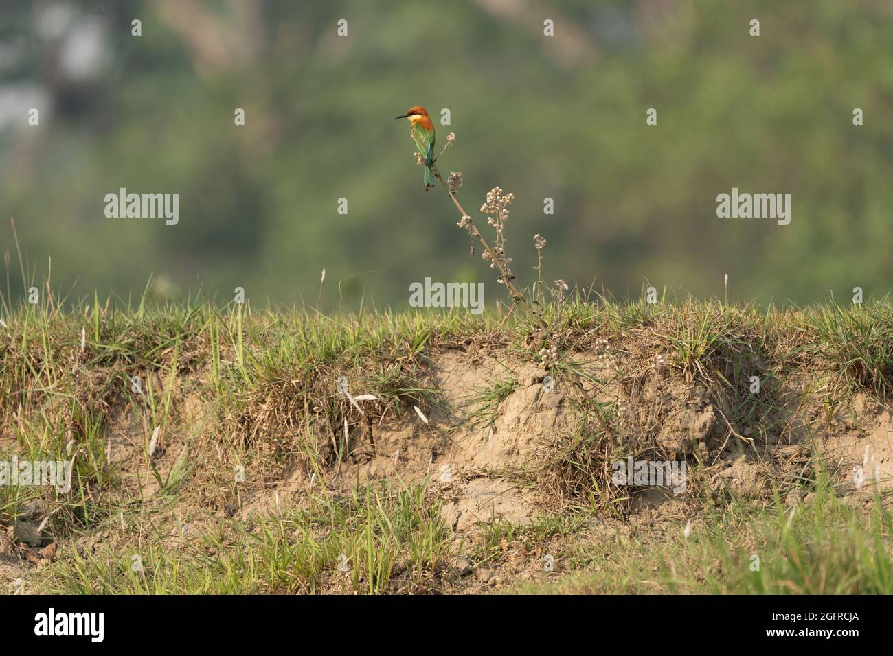 Vista panoramica di un apicollo di Bohm arroccato su una pianta su uno sfondo sfocato Foto Stock