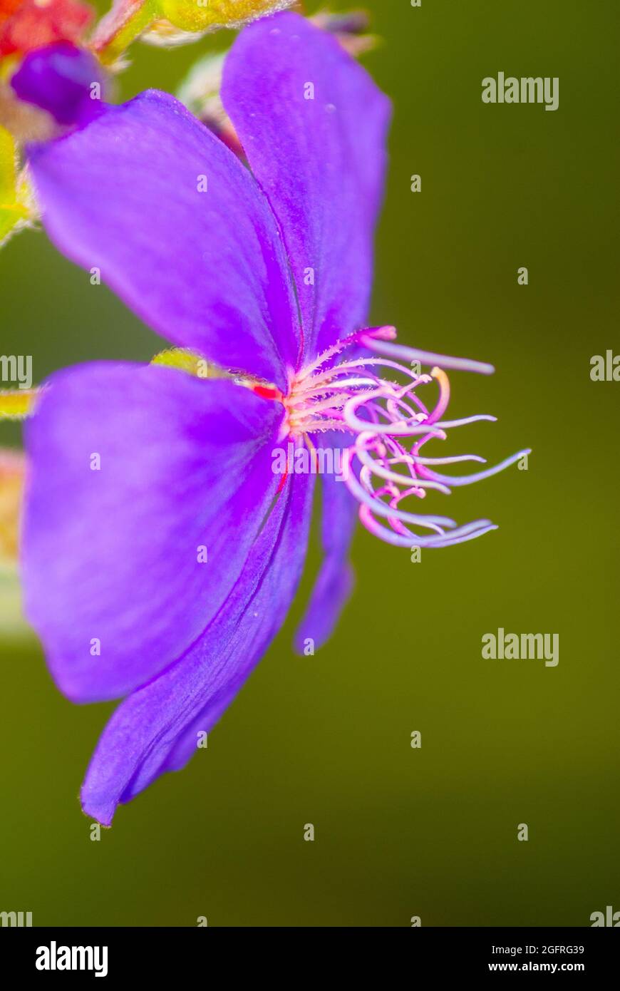 Bel fiore nelle montagne rurali del Guatemala, pianta ornamentale biologica Foto Stock