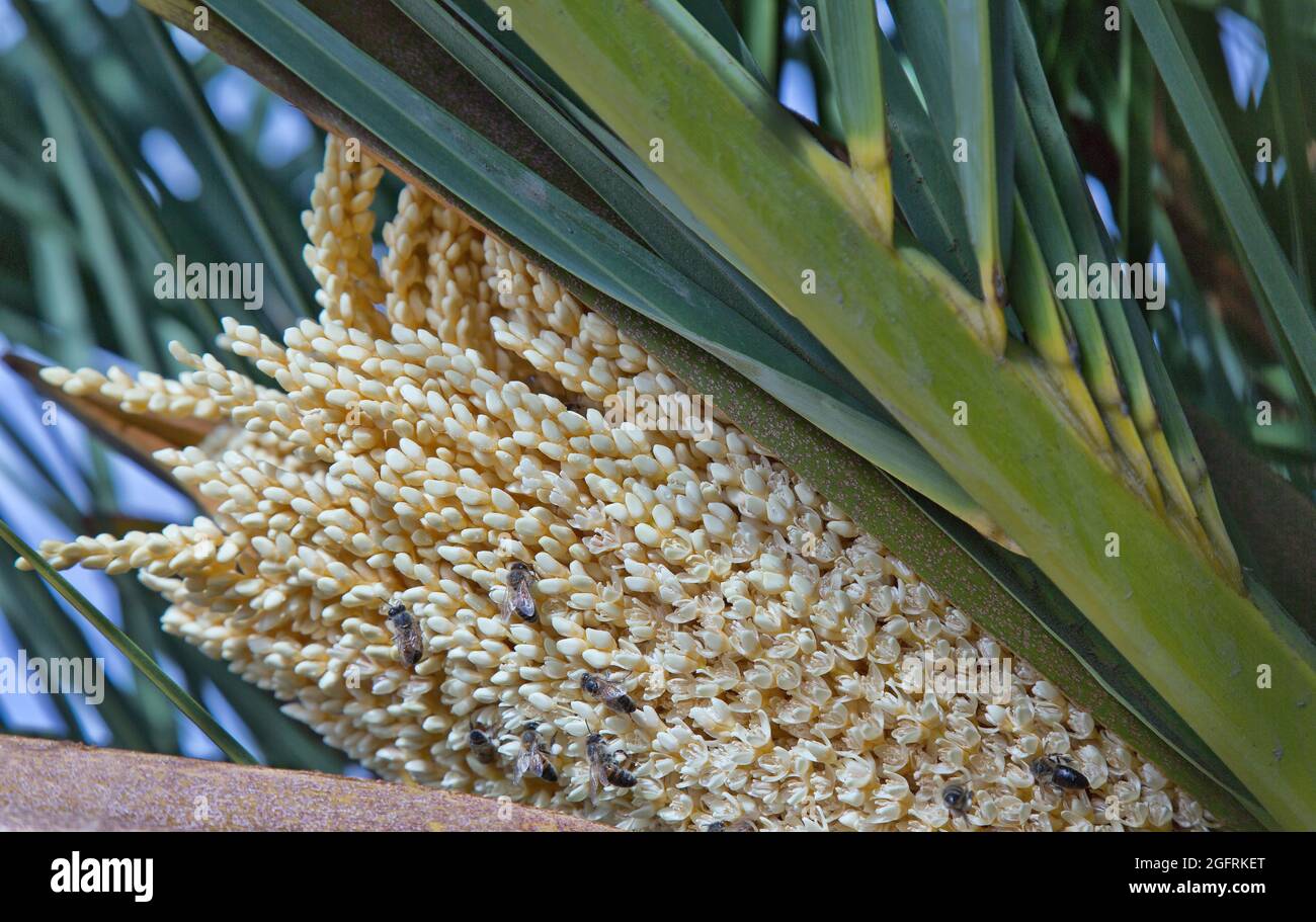 Fiori di polline maschili della palma della data, api di miele impollinazione, 'Phoenix dactyllifera', California. Foto Stock