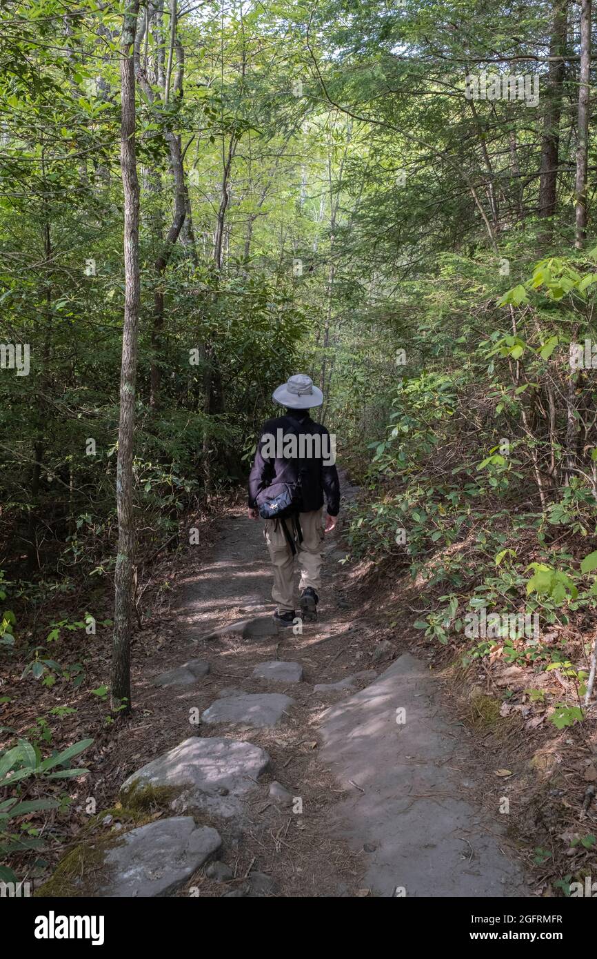 New River Gorge National Park, West Virginia. Vista lungo l'Endless Wall Trail da Fern Creek Trailhead. Foto Stock