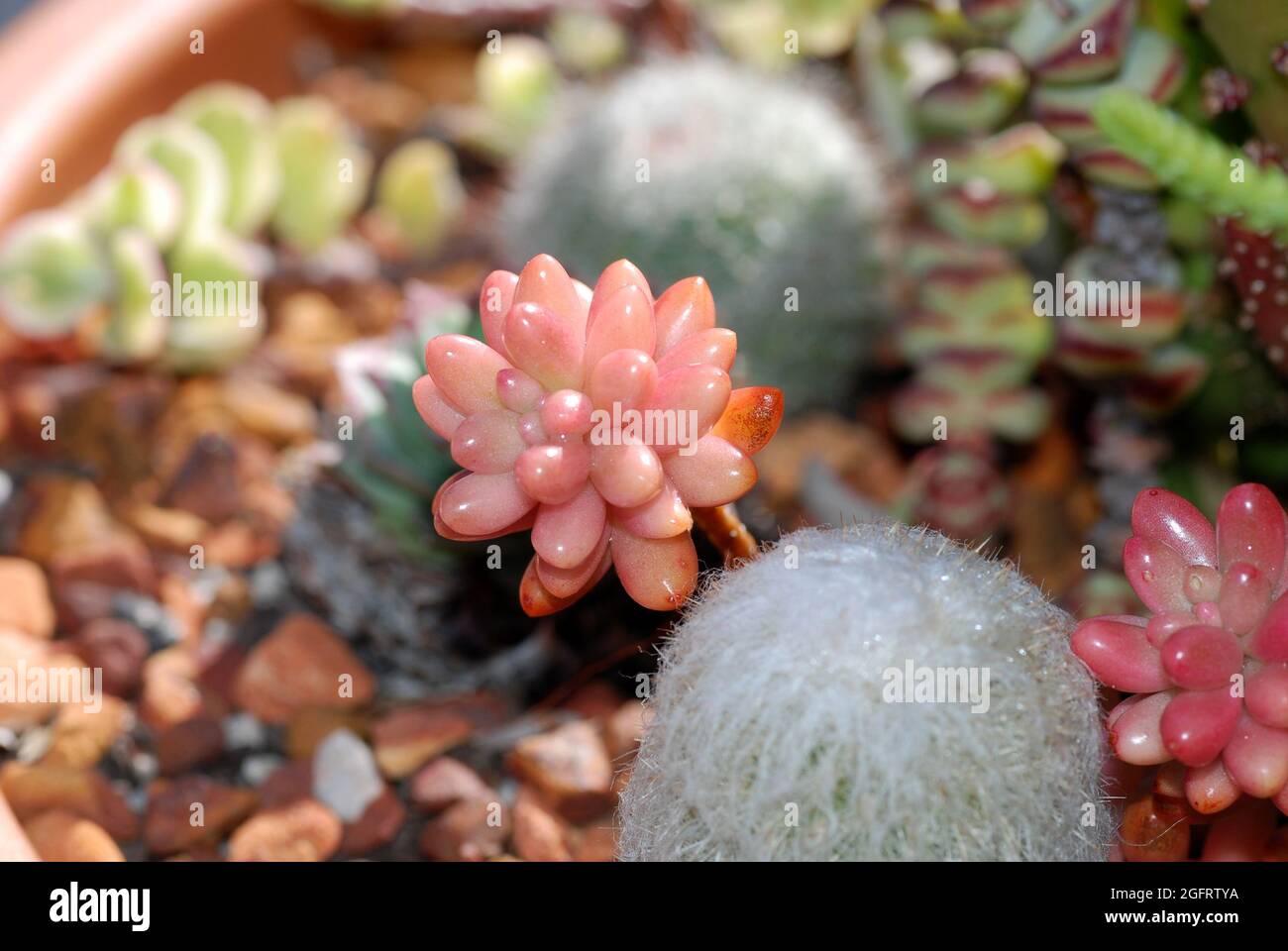 Una collezione di piccole piante di cactus in una casa giardino vaso di ceramica piantatrice Foto Stock