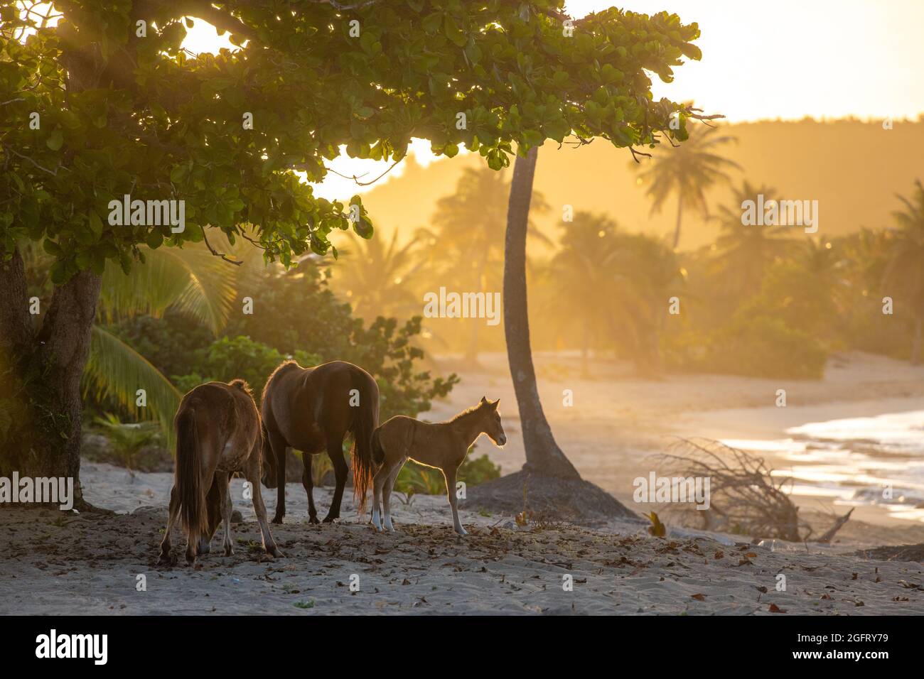 Cavalli selvaggi sulla spiaggia. - Porto Rico Foto Stock
