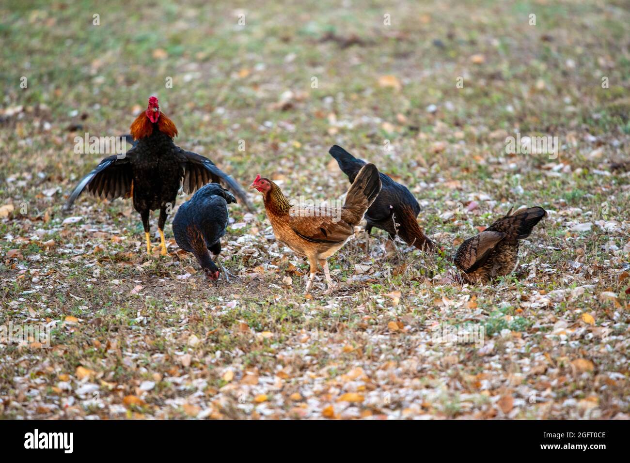 Polli selvatici che foraggiano per il cibo - Porto Rico Foto Stock