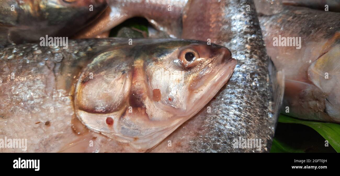 Vendita di pesce fresco Hilsa nel mercato Foto Stock