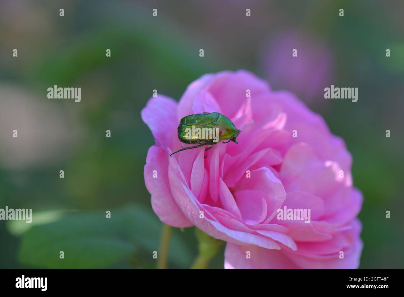 Primo piano di Fiore chafer seduto su una fiorente rosa di tè ibrido Foto Stock