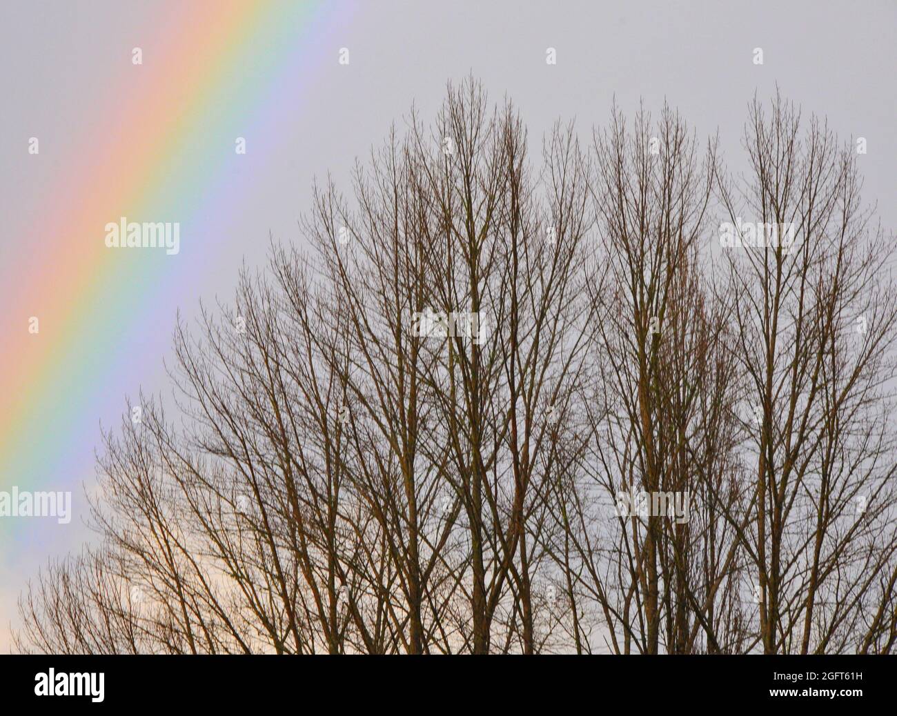 Un arco arcobaleno sulle cime degli alberi di pioppo senza frondoli in inverno. Foto Stock