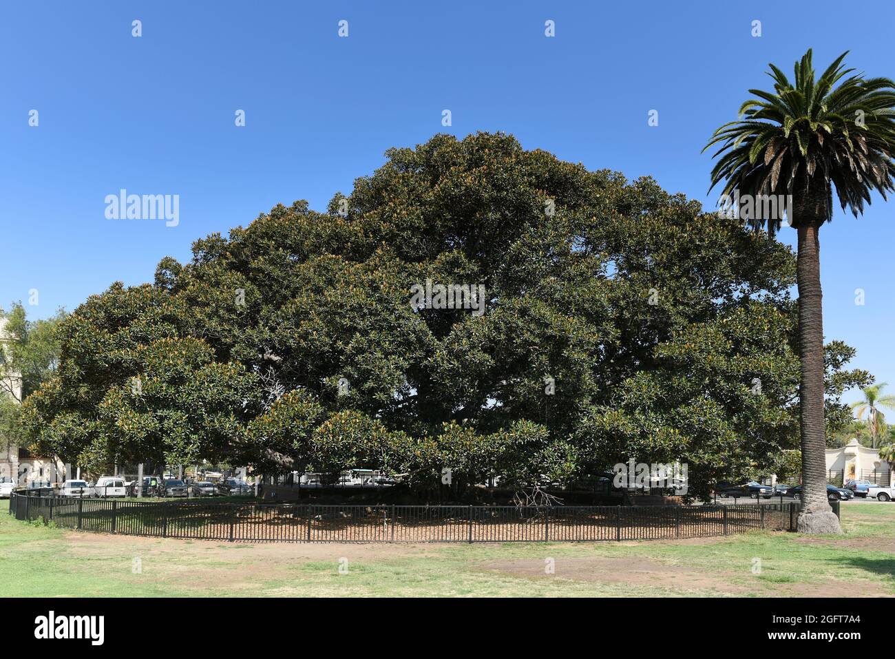 SAN DIEGO , CALIFORNIA - 25 AGO 2021: Albero di fico di Morten Bay di 100 anni a Balboa Park. Foto Stock