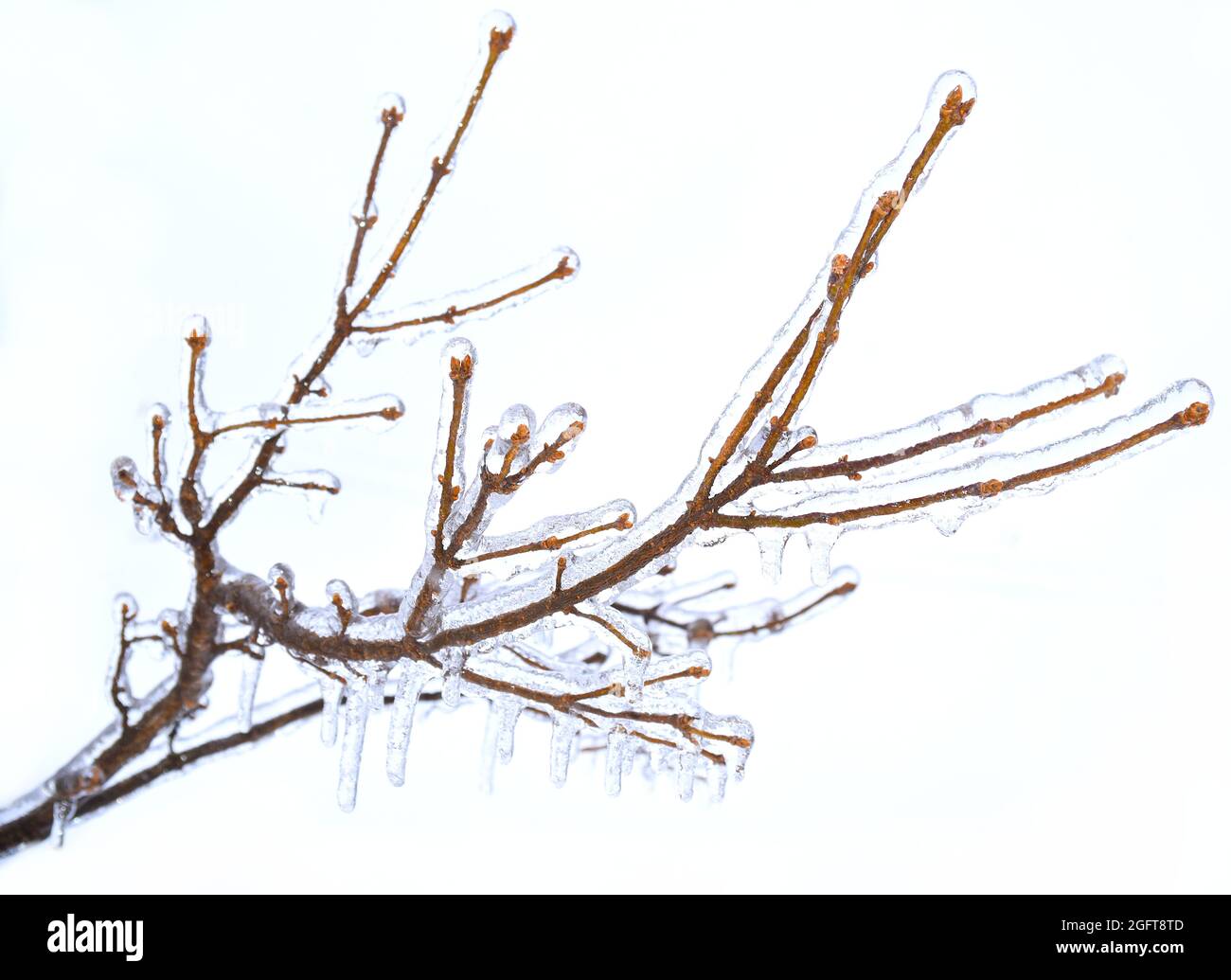 Rami di un albero ghiacciati, ricoperti di ghiaccio e ghiaccioli su sfondo bianco Foto Stock