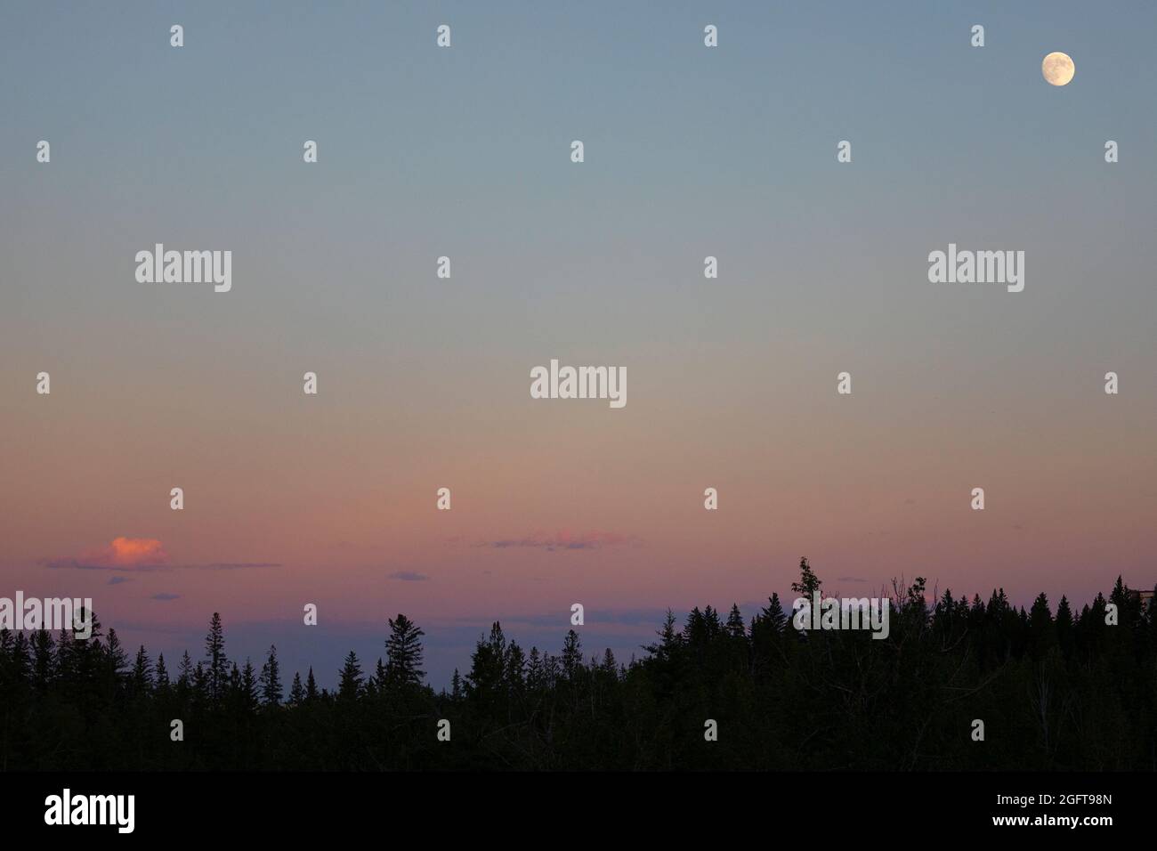 Luna dibbosa cerante che si innalza nel cielo sopra la foresta di conifere Foto Stock