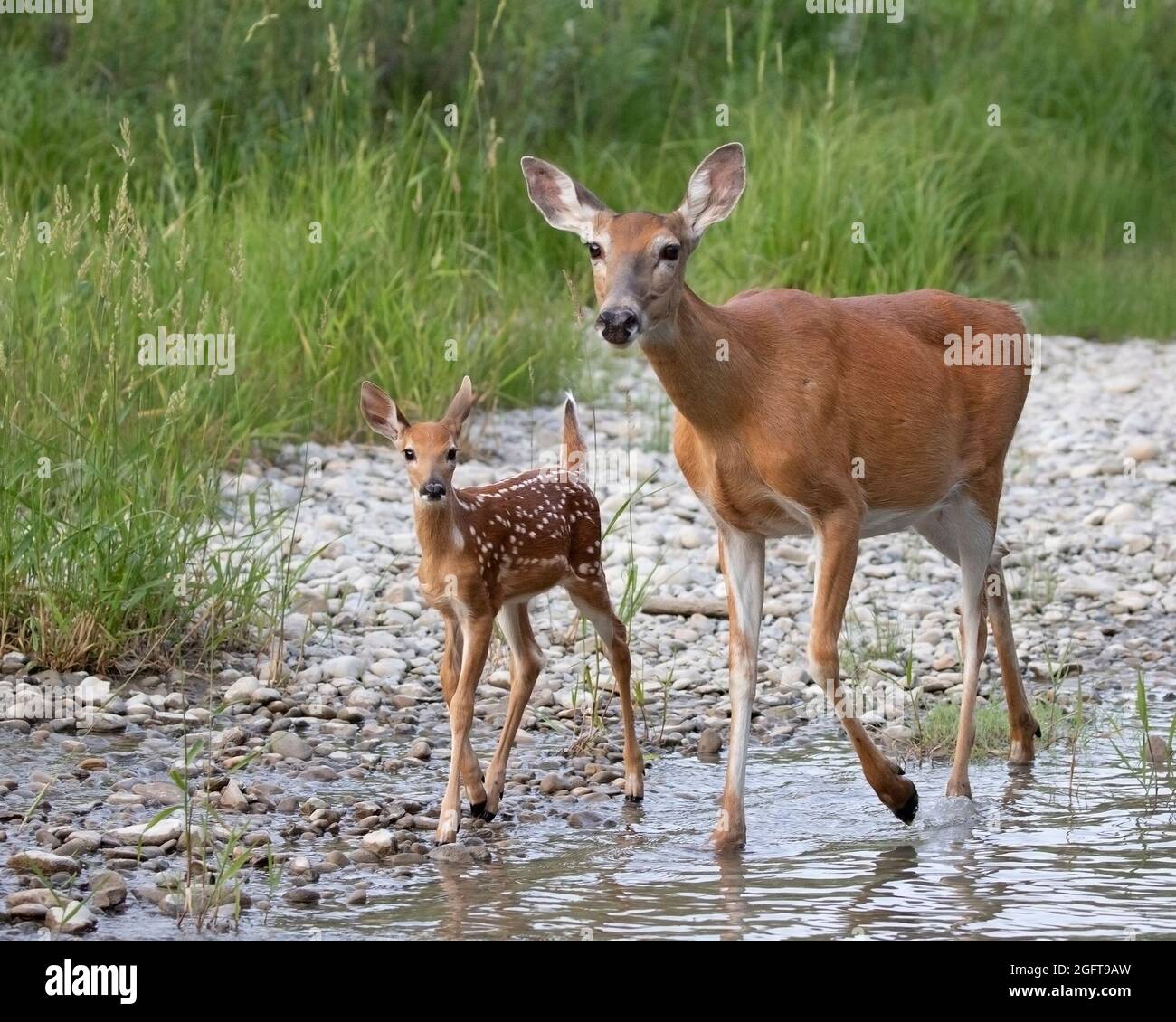Capriolo dalla coda bianca con la sua giovane pana che cammina lungo la pianura alluvionale al Fish Creek Provincial Park in estate. Odocoileus virginianus Foto Stock