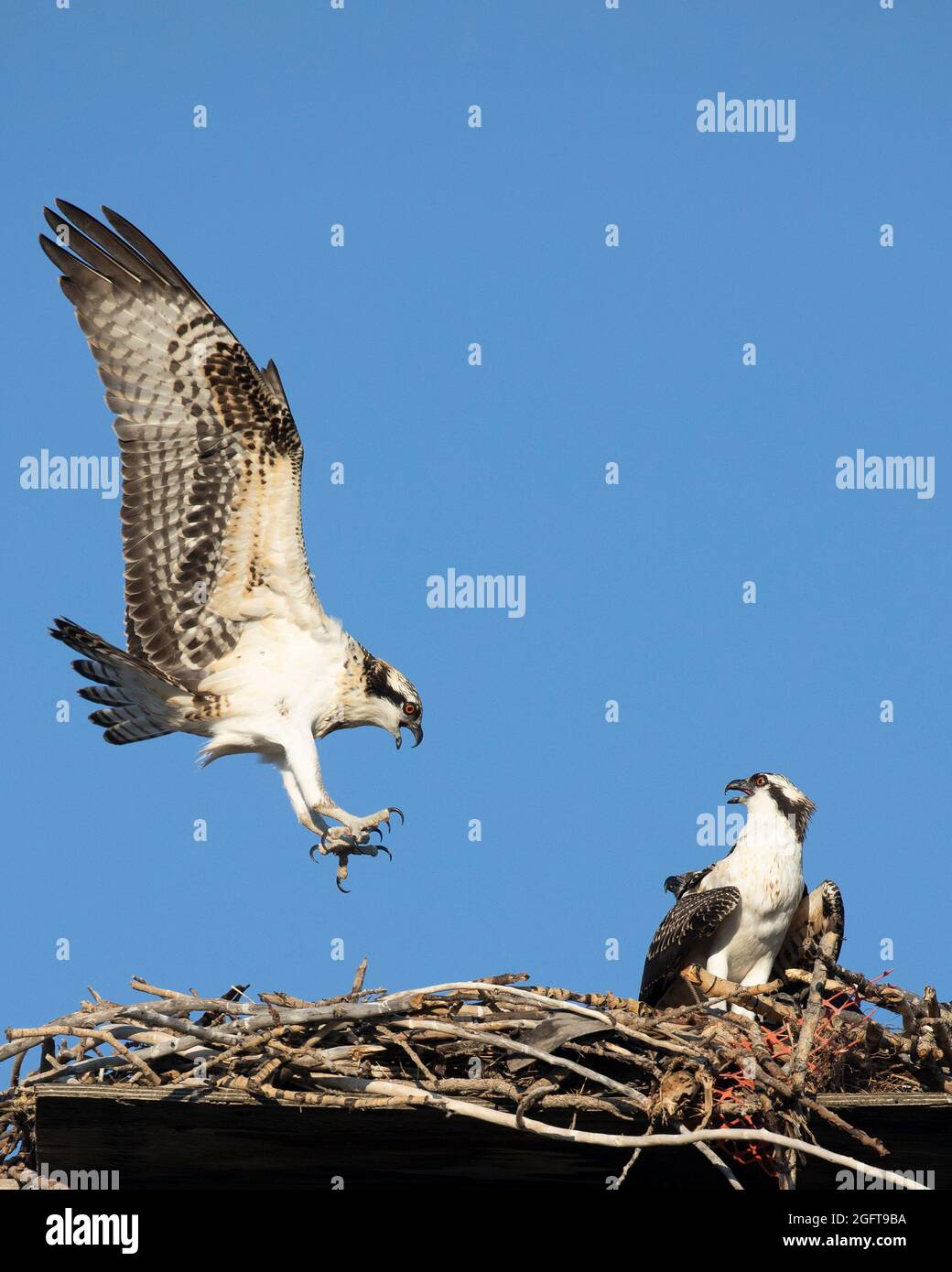 Il giovane osprey atterra sulla sua piattaforma nido dopo un breve volo di pratica. Aliaetus di Pandion Foto Stock
