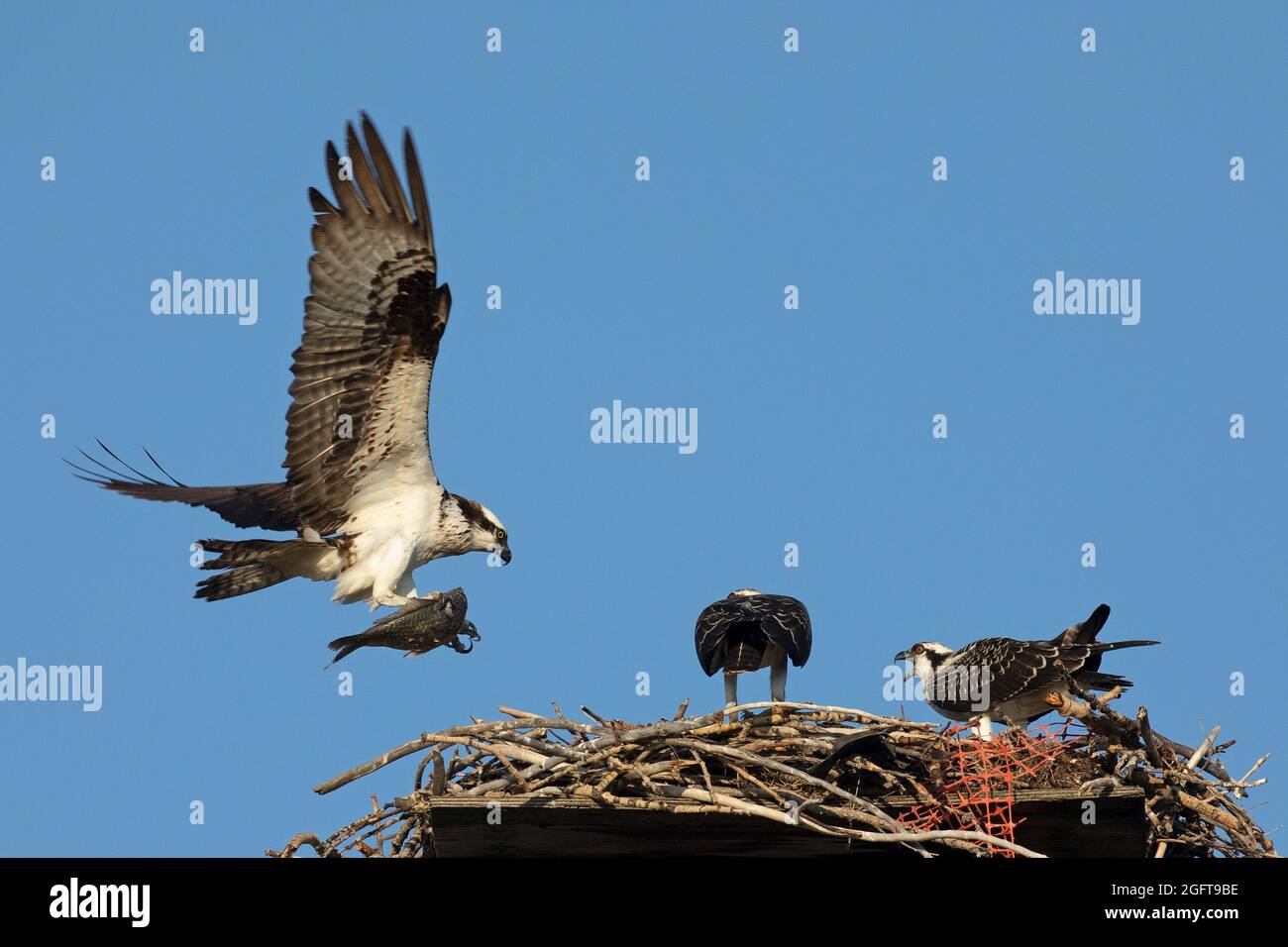 Falco di falco adulto che vola in nido con pesci in taloni per nutrire i suoi giovani fughe. Aliaetus di Pandion Foto Stock