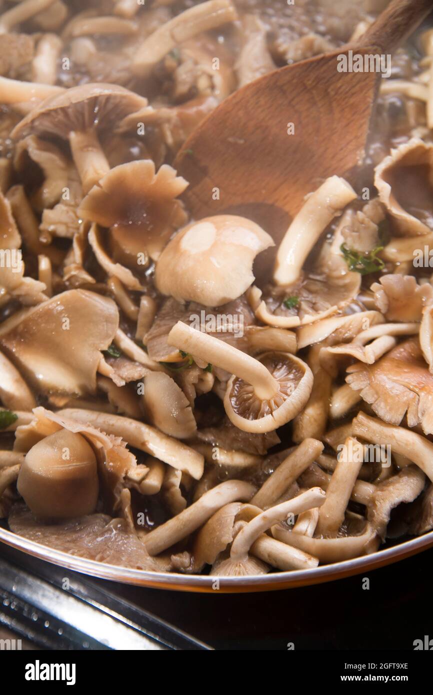 Preparazione e cottura di un sugo di funghi pioppini Foto stock - Alamy