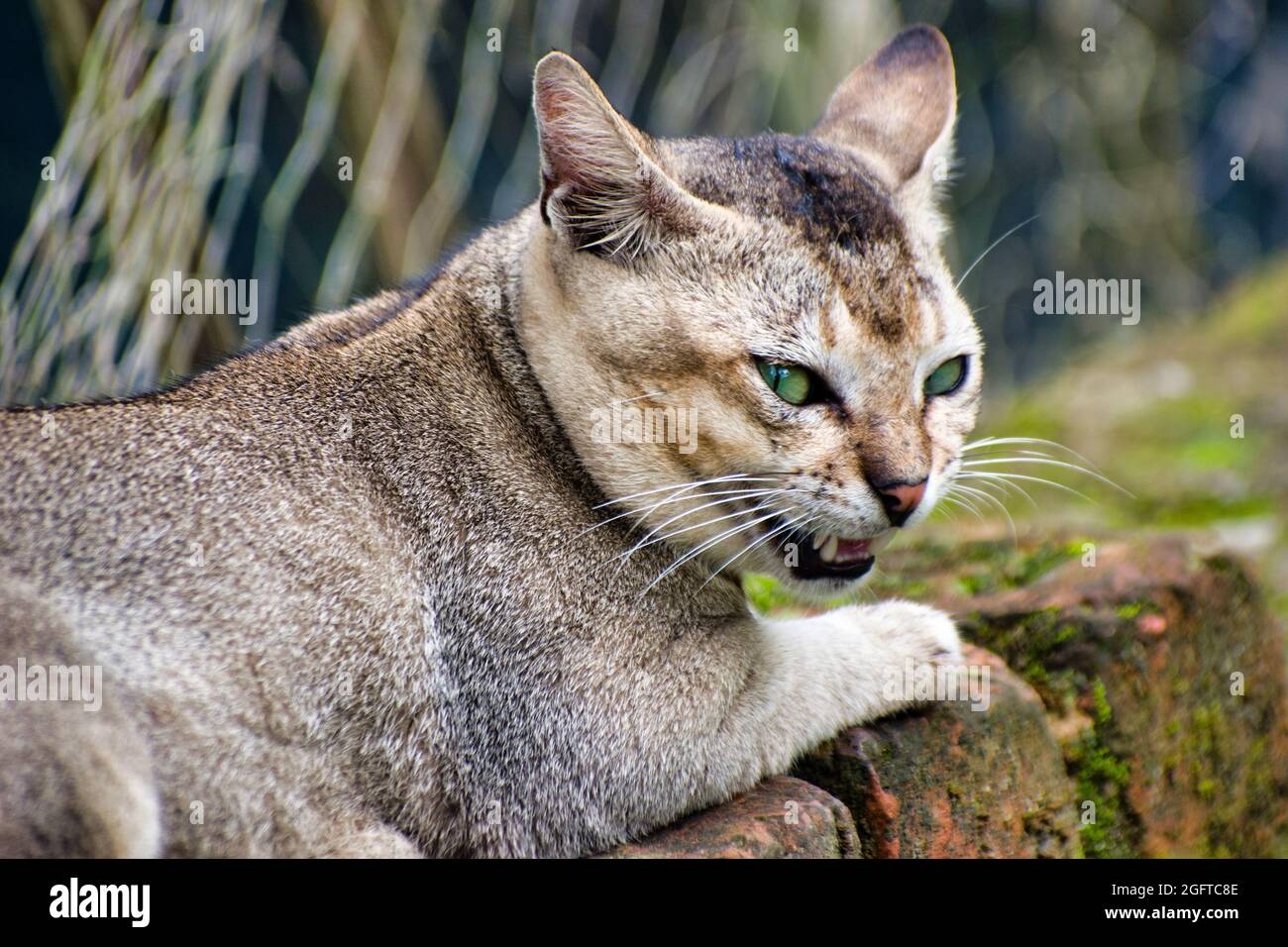 Cat momento disturbato. Felis catus è una specie domestica di piccolo mammifero carnivoro. Foto Stock