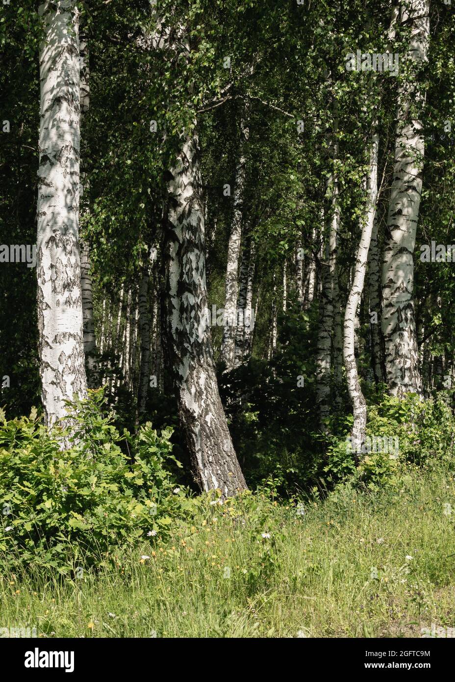 Gruppo di birch in erba verde alta al bordo della foresta, ai raggi del sole tramonto. Tramonti e albe, foreste, vegetazione comune, hikin Foto Stock