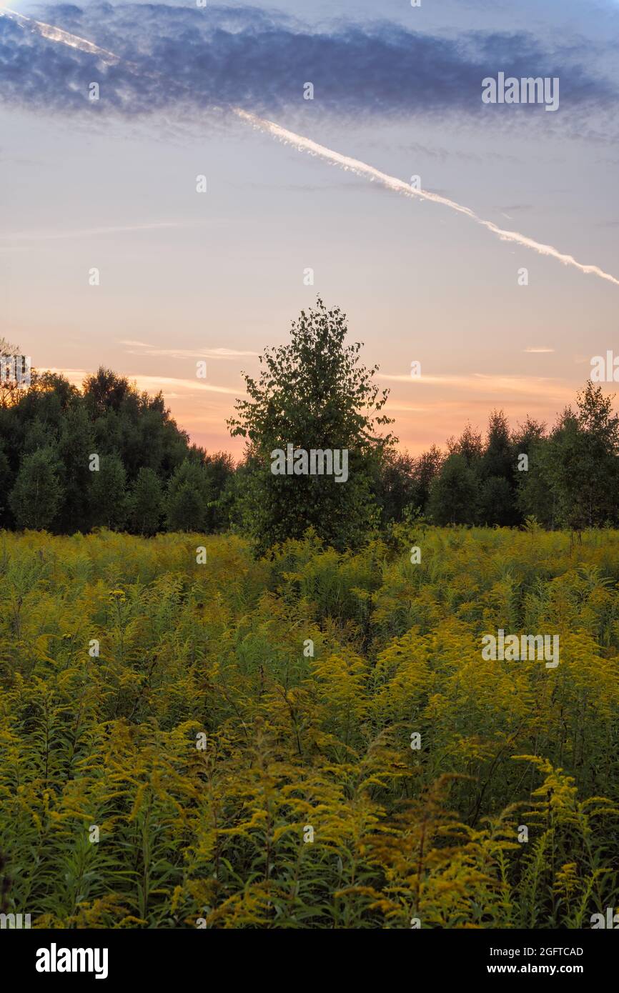 Un albero in campagna tra fiori d'arancio al tramonto. Sera cielo colorato con nubi d'oro e rosse, alberi sullo sfondo. Viste rurali, viaggi, Foto Stock