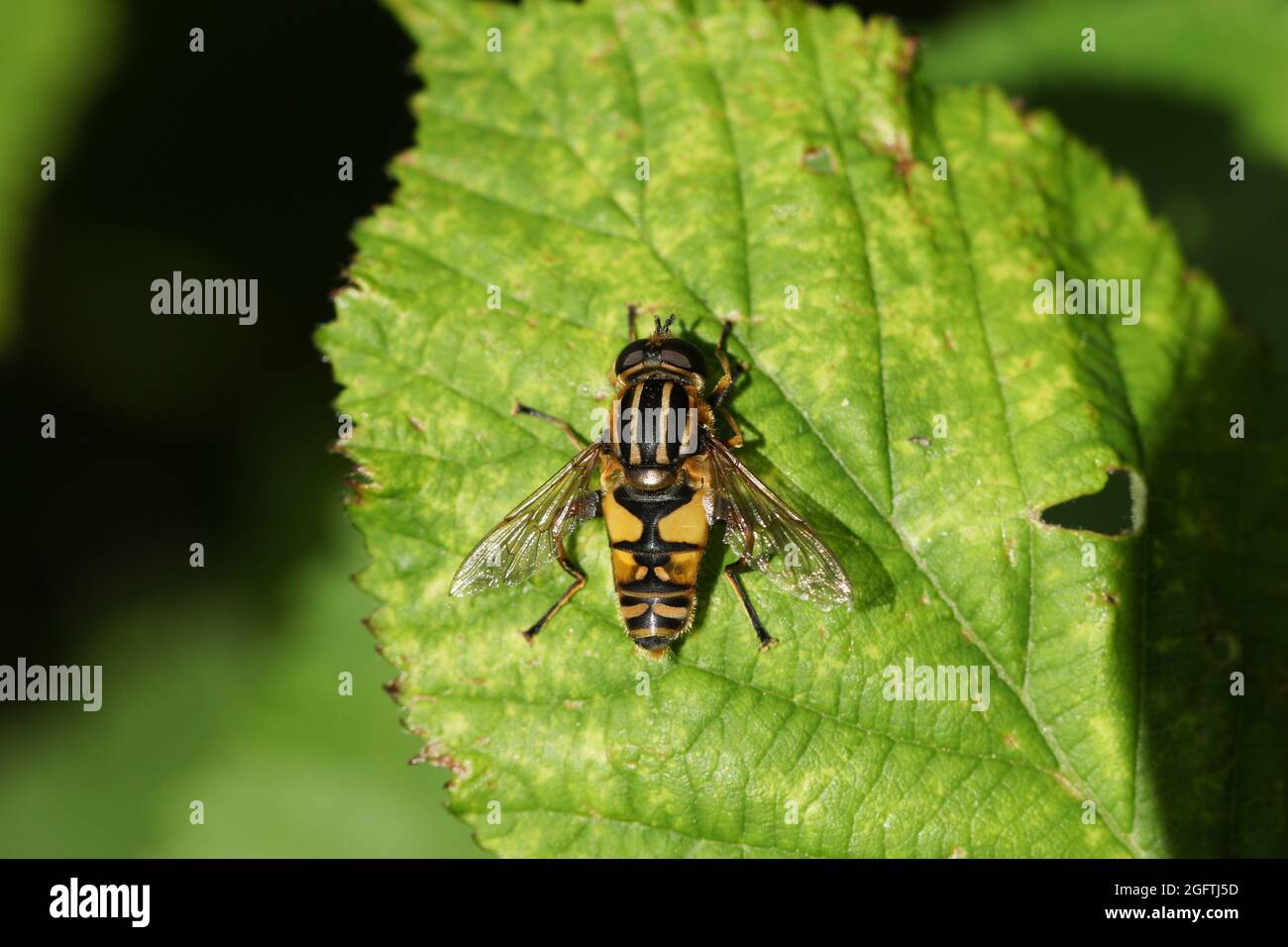 Il calciatore Hoverfly, il pendolo di Helophilus, poggiato su una foglia. Foto Stock