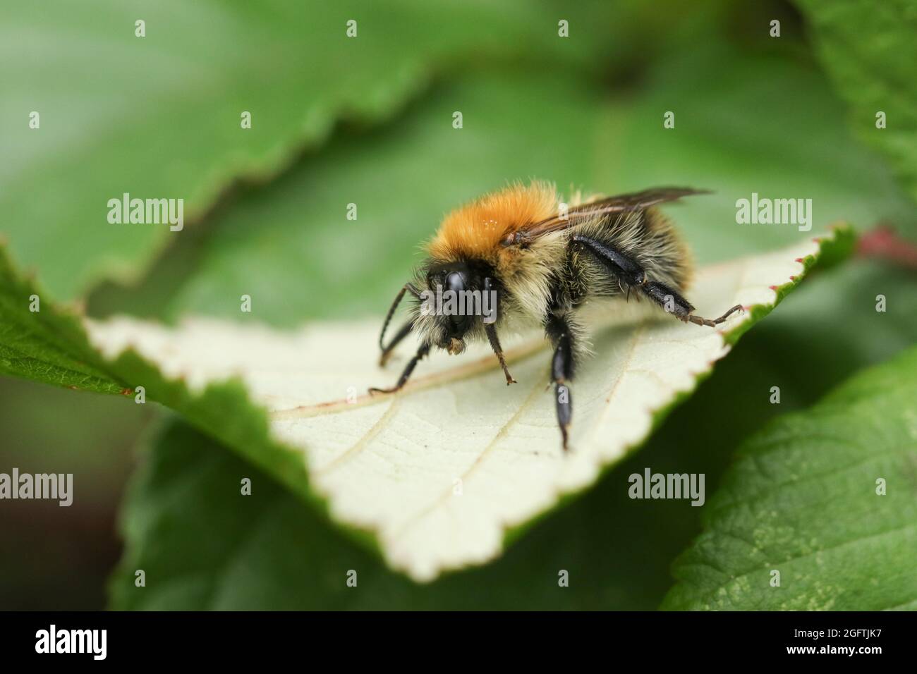 Bombus pascuorum, che riposa su una foglia. Foto Stock