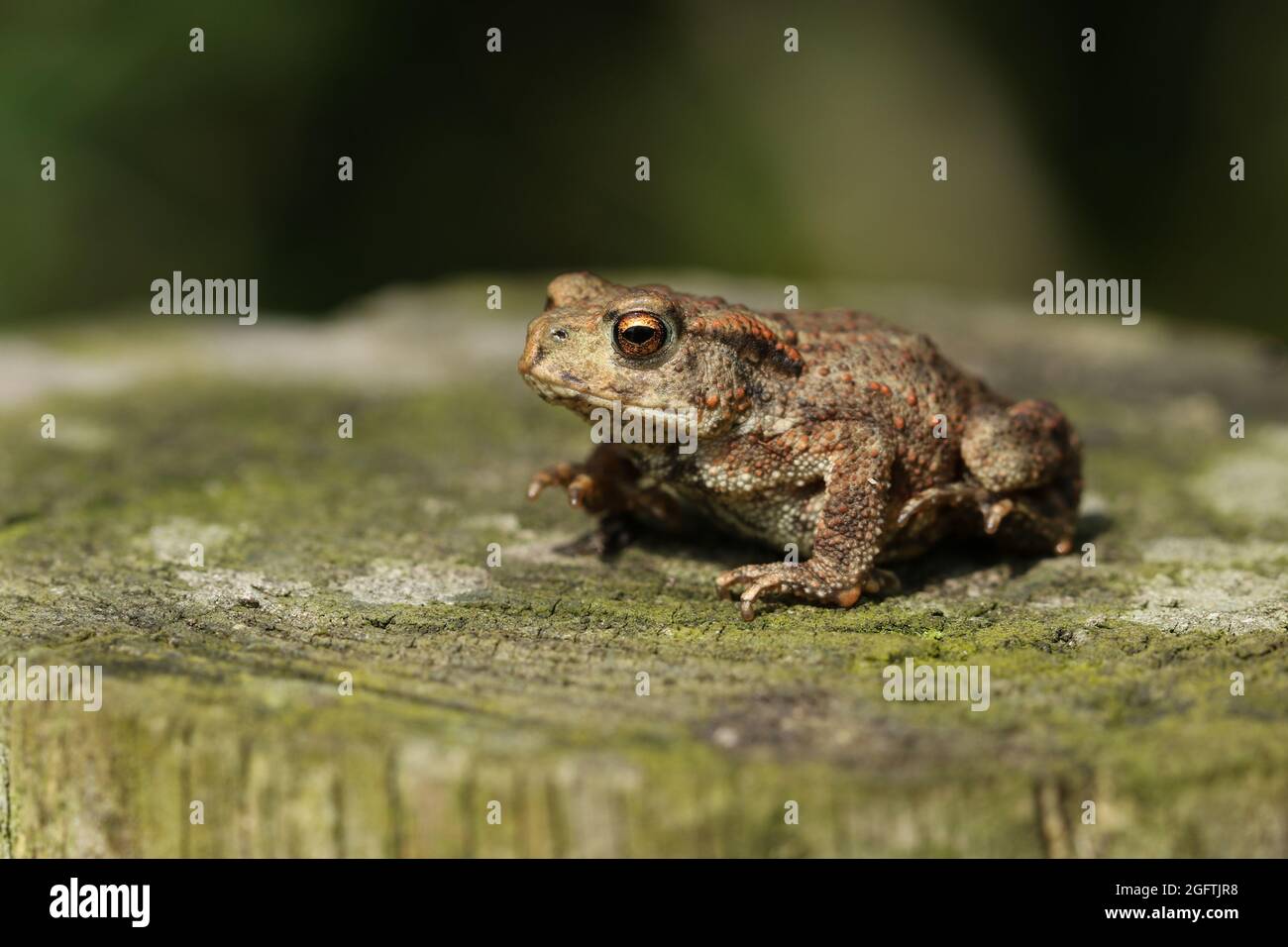 Un piccolo e carino ragazzo comune Toad, Bufo bufo, a caccia di cibo ai margini del bosco. Foto Stock