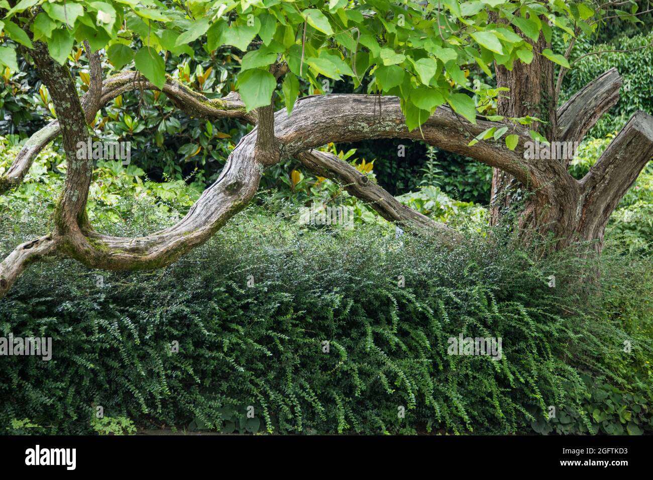 Vista di tronchi di alberi con belle forme tra la natura verde in estate Foto Stock