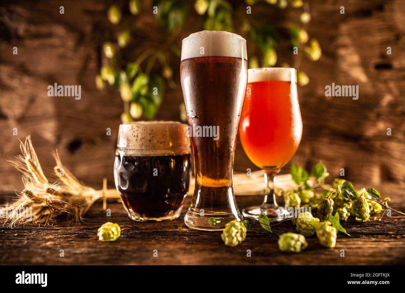 Tre bicchieri con draft beerlight scuro e rosso di fronte ad un barile di legno. Decorazione di spighe d'orzo e luppolo fresco. Foto Stock