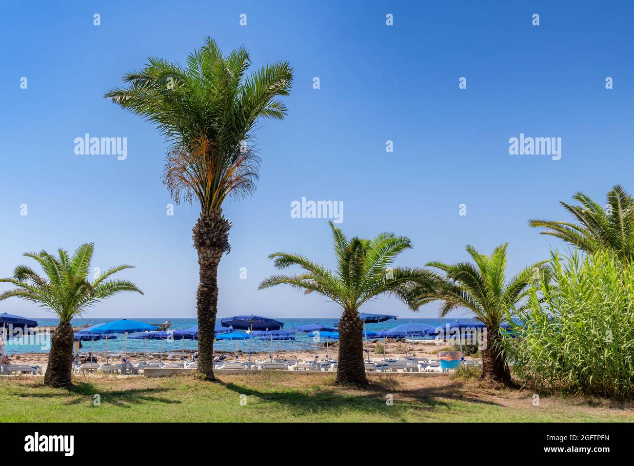 Palme sulla spiaggia tropicale di Ayia Napa, Cipro. Foto Stock
