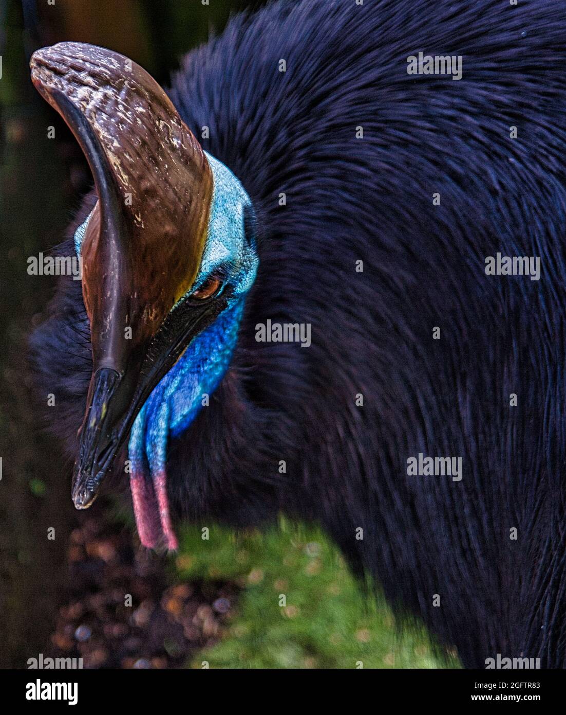 Primo piano di un Cassowary meridionale (Casuarius casuarius) che guarda verso il basso Foto Stock