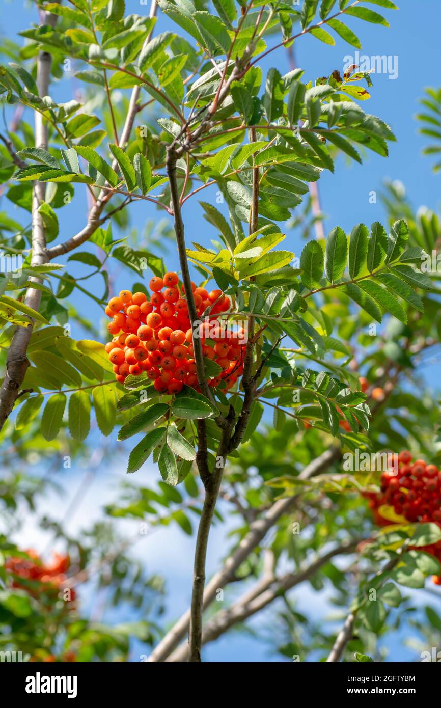 Rowan (Sorbus aucuparia) frutta e foglie in estate. Bacche di cenere di montagna sul ramo. Foto Stock
