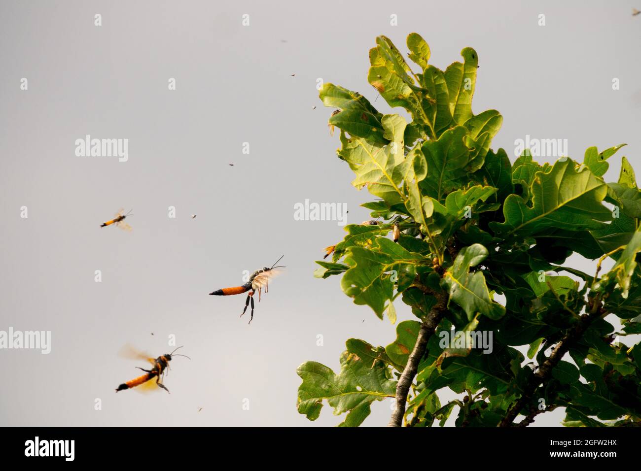 Sirex woodwasp, Sirex nottilio adulta maschio volare, insetti sciarompri Foto Stock