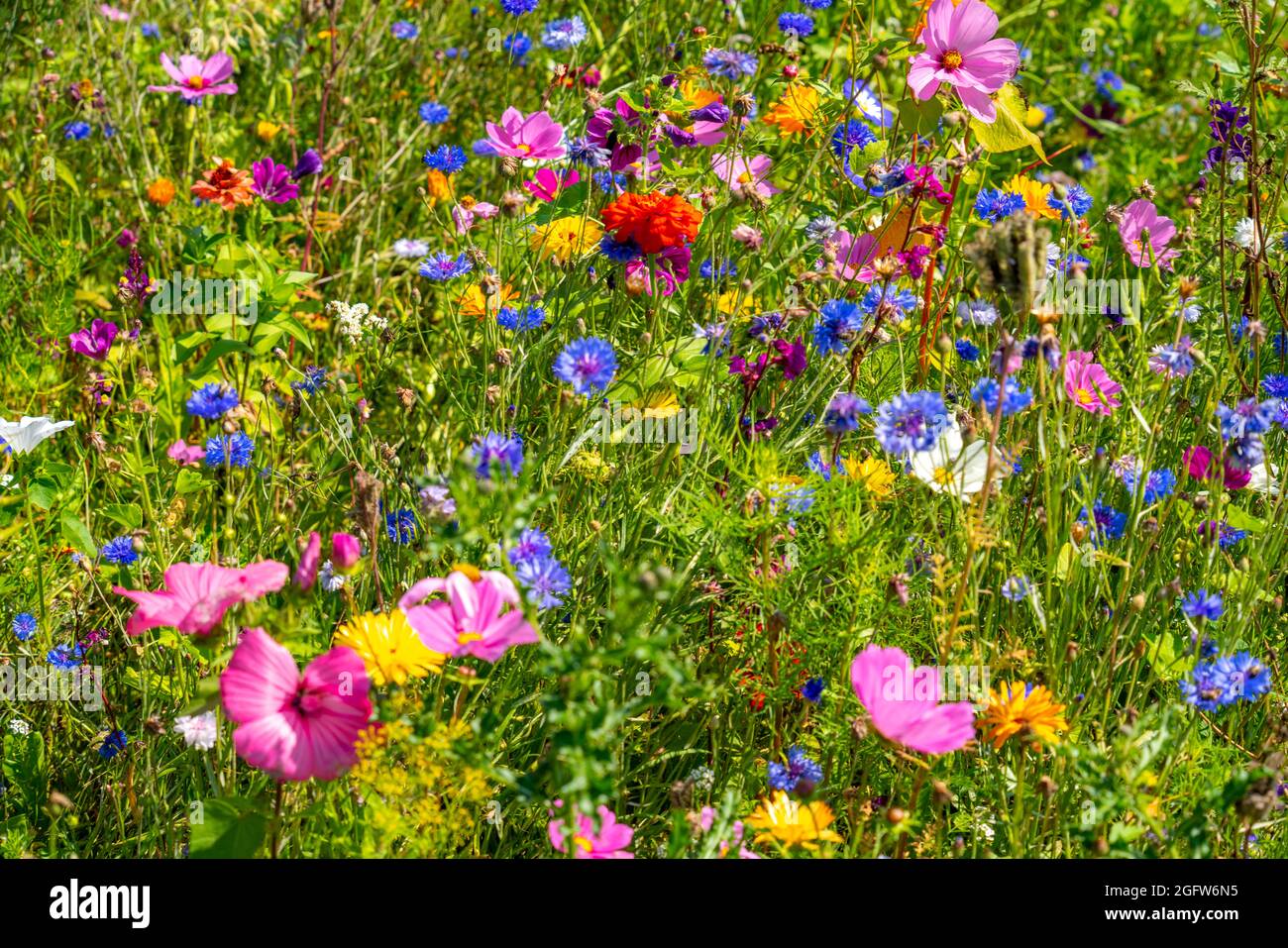 Wildblumenwiese, viele verschiedene Blumen und Pflanzen, wichtiges Biotop für Insekten, Foto Stock