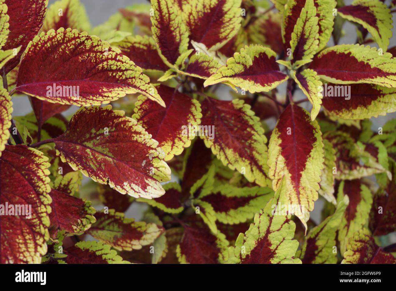 Coleus scutellarioides con sfondo naturale Foto Stock