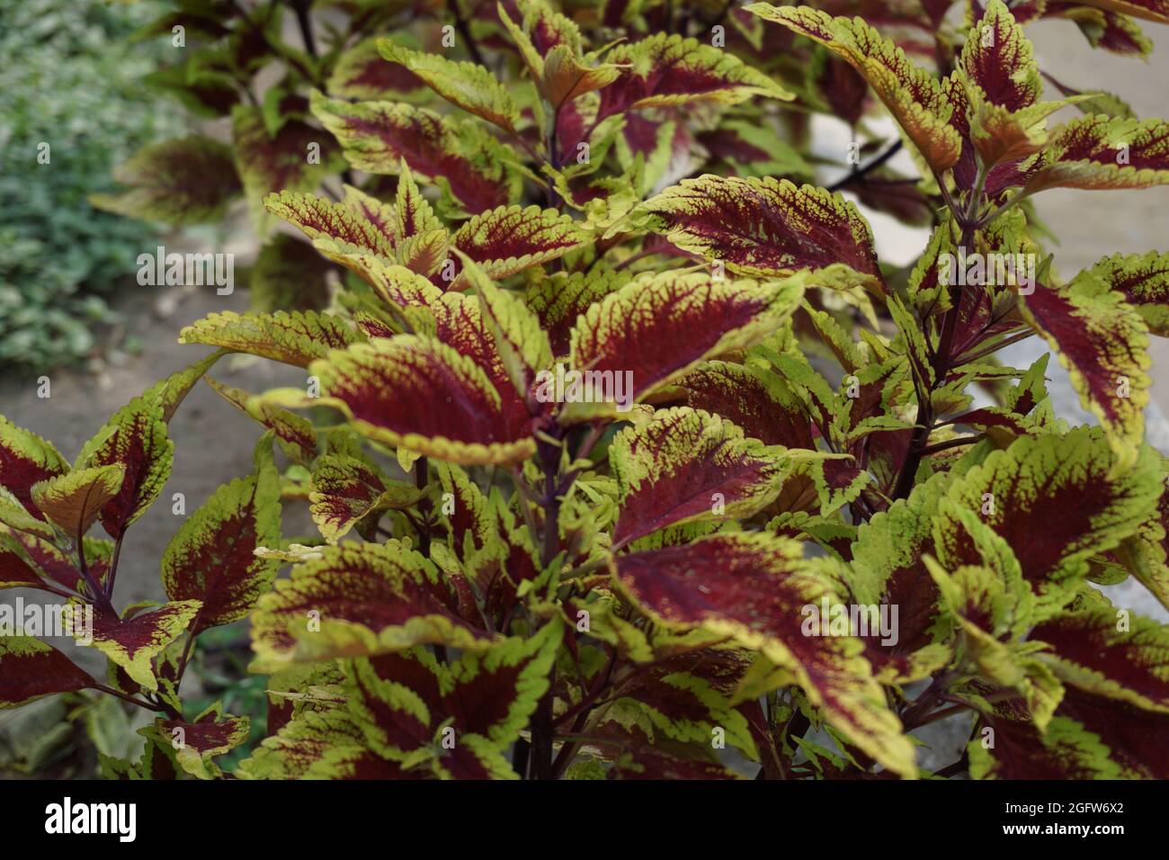 Coleus scutellarioides con sfondo naturale Foto Stock