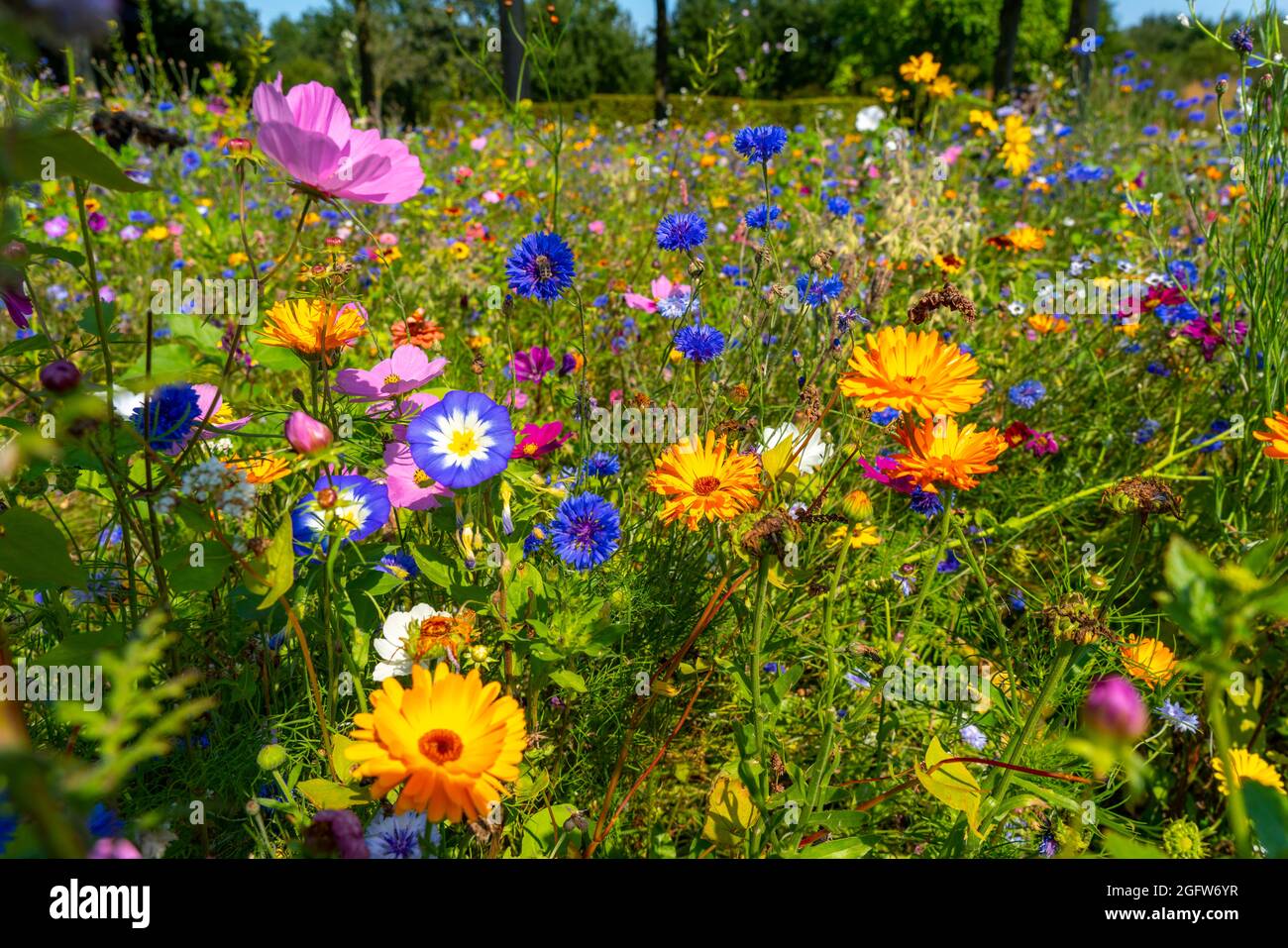 Wildblumenwiese, viele verschiedene Blumen und Pflanzen, wichtiges Biotop für Insekten, Foto Stock