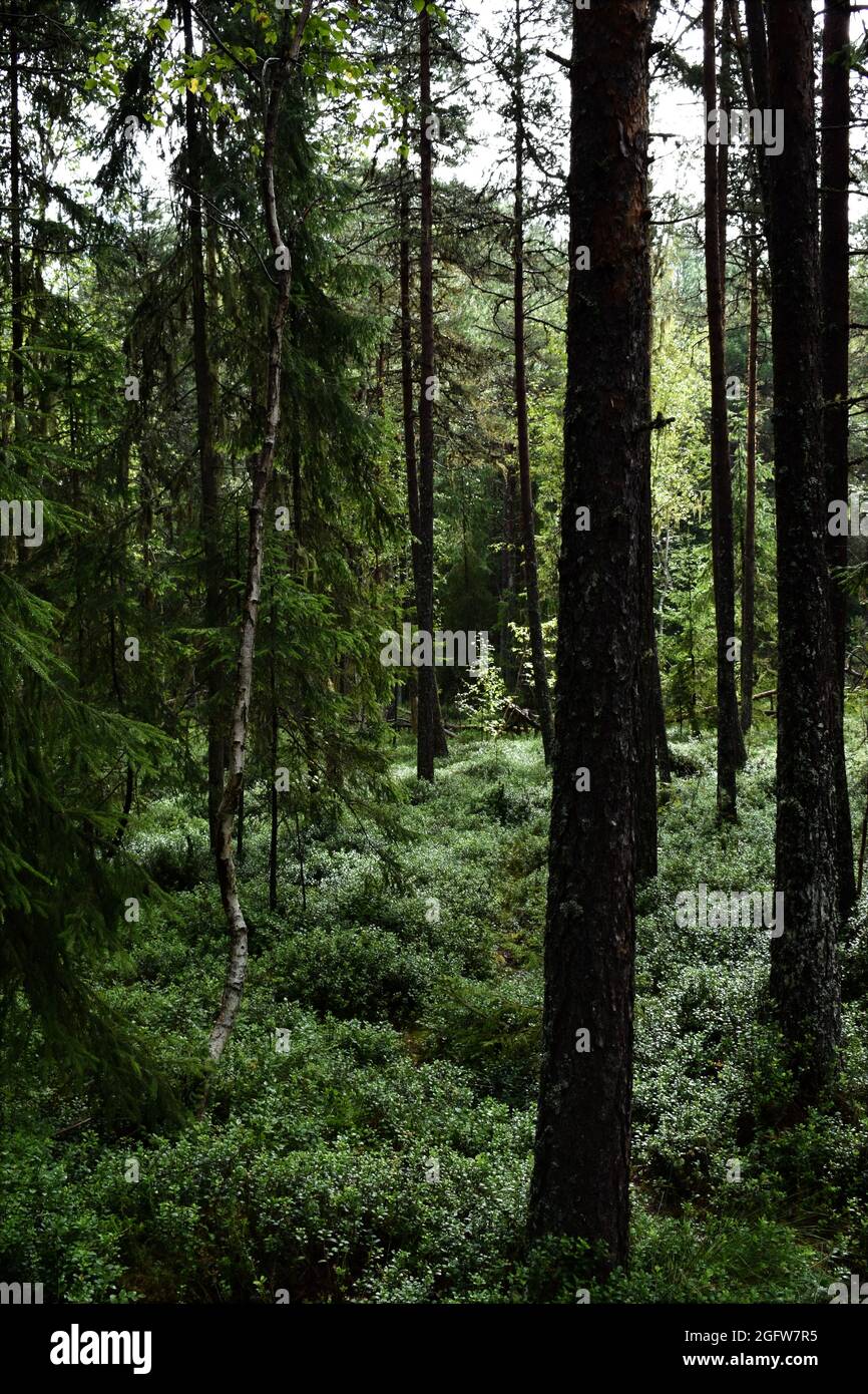 Legno ombra Foto Stock