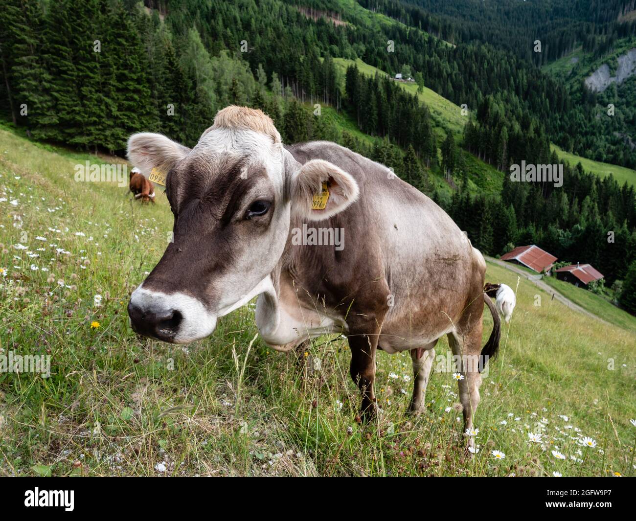 Bestiame grigio tirolese che pascolano su un pascolo montano stagionale nelle Alpi della regione di Pongau in Austria Foto Stock
