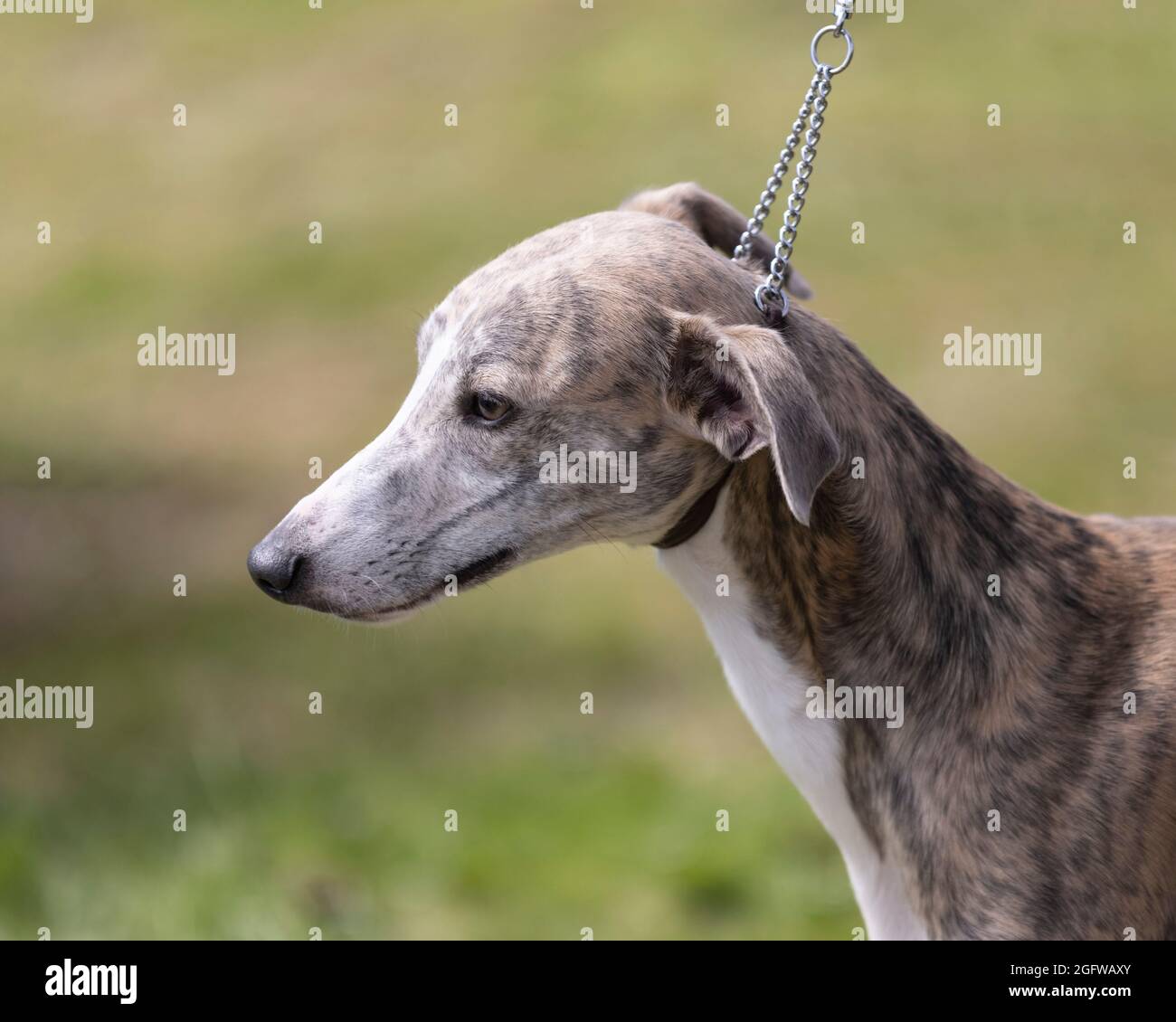 Un Whippet inglese Foto Stock