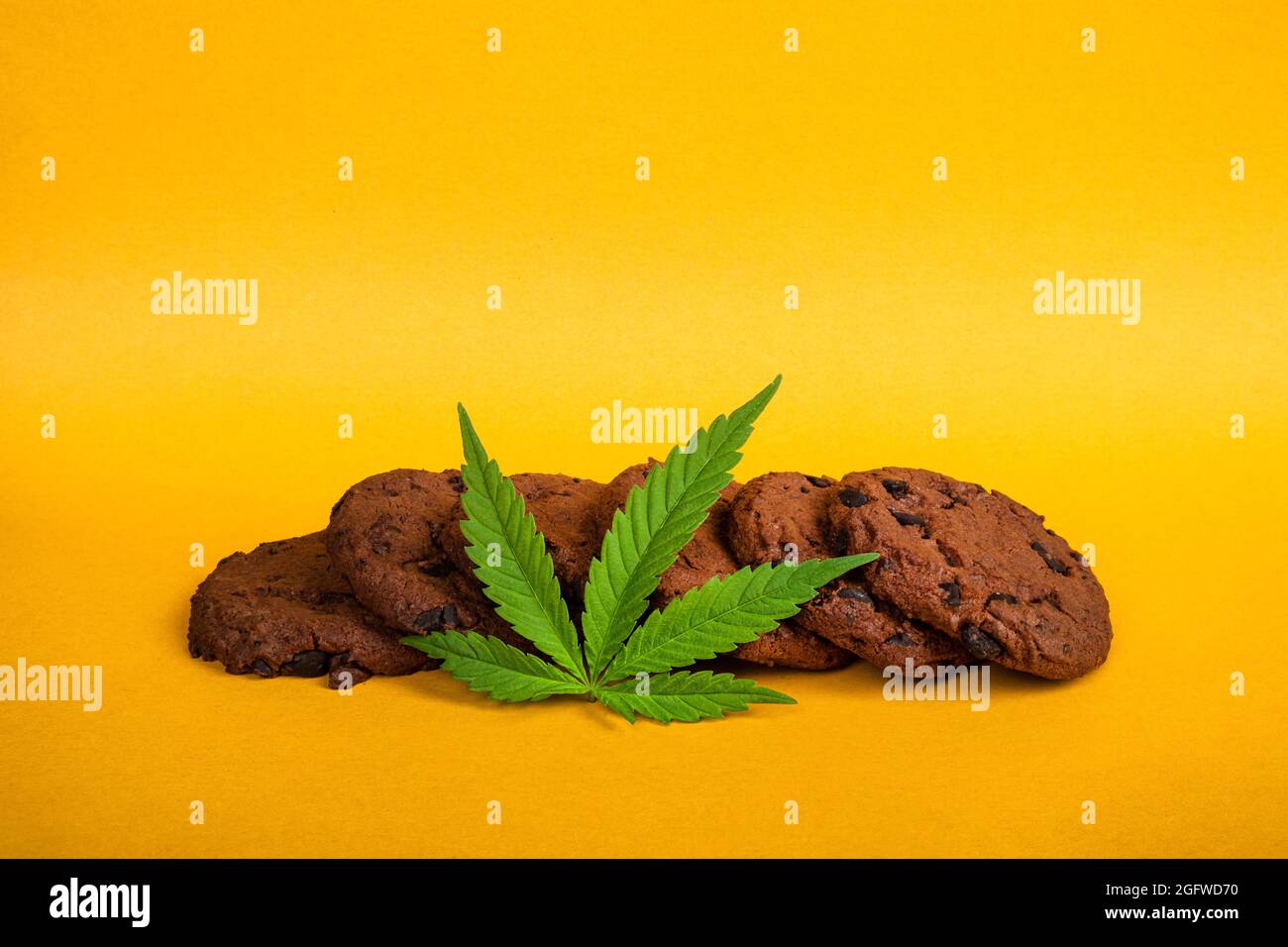 biscotti di cannabis al cioccolato con thc alto su sfondo giallo, uso ricreativo di cannabis. Foto Stock