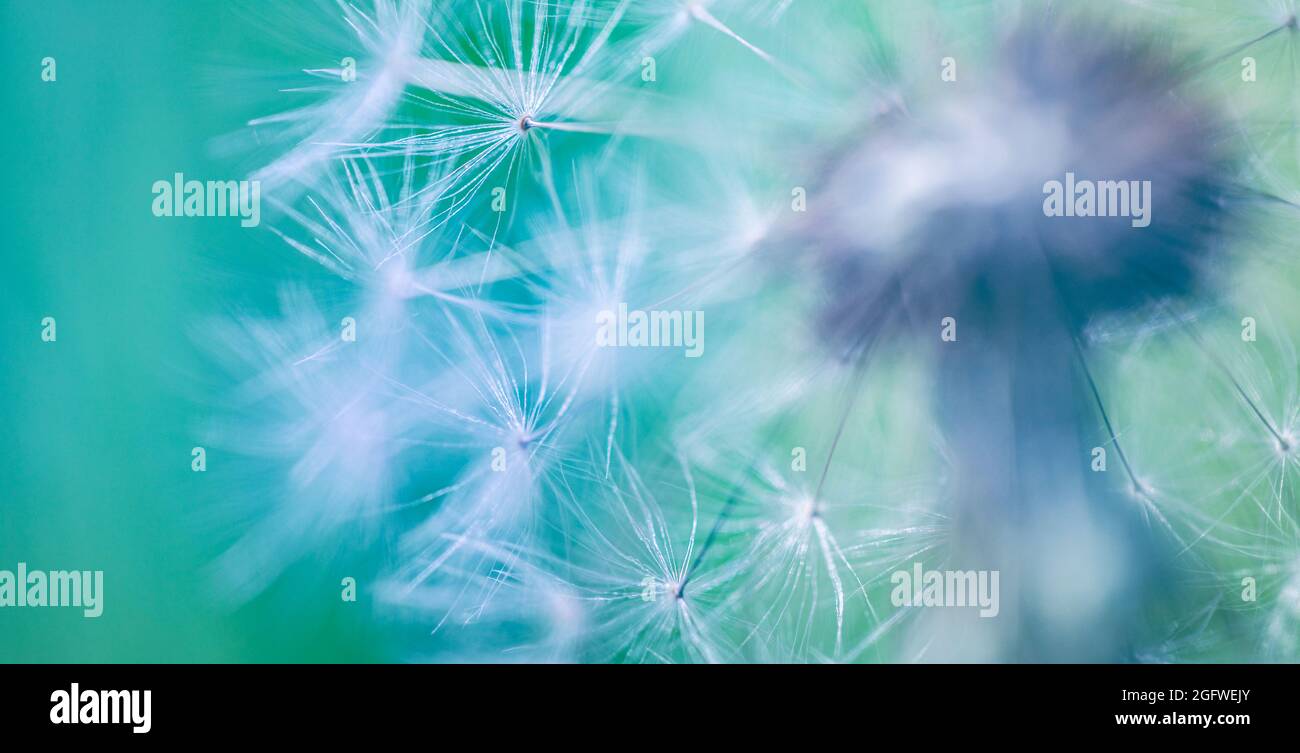 Sogno natura banner. Primo piano dente di leone su sfondo naturale. Stagione della natura, flora, dettagli in fiore, astratto morbido blu floreale natura concetto Foto Stock