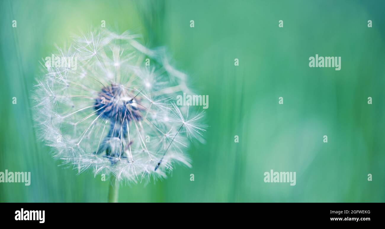 Sogno natura banner. Primo piano dente di leone su sfondo naturale. Stagione della natura, flora, dettagli in fiore, astratto morbido blu floreale natura concetto Foto Stock