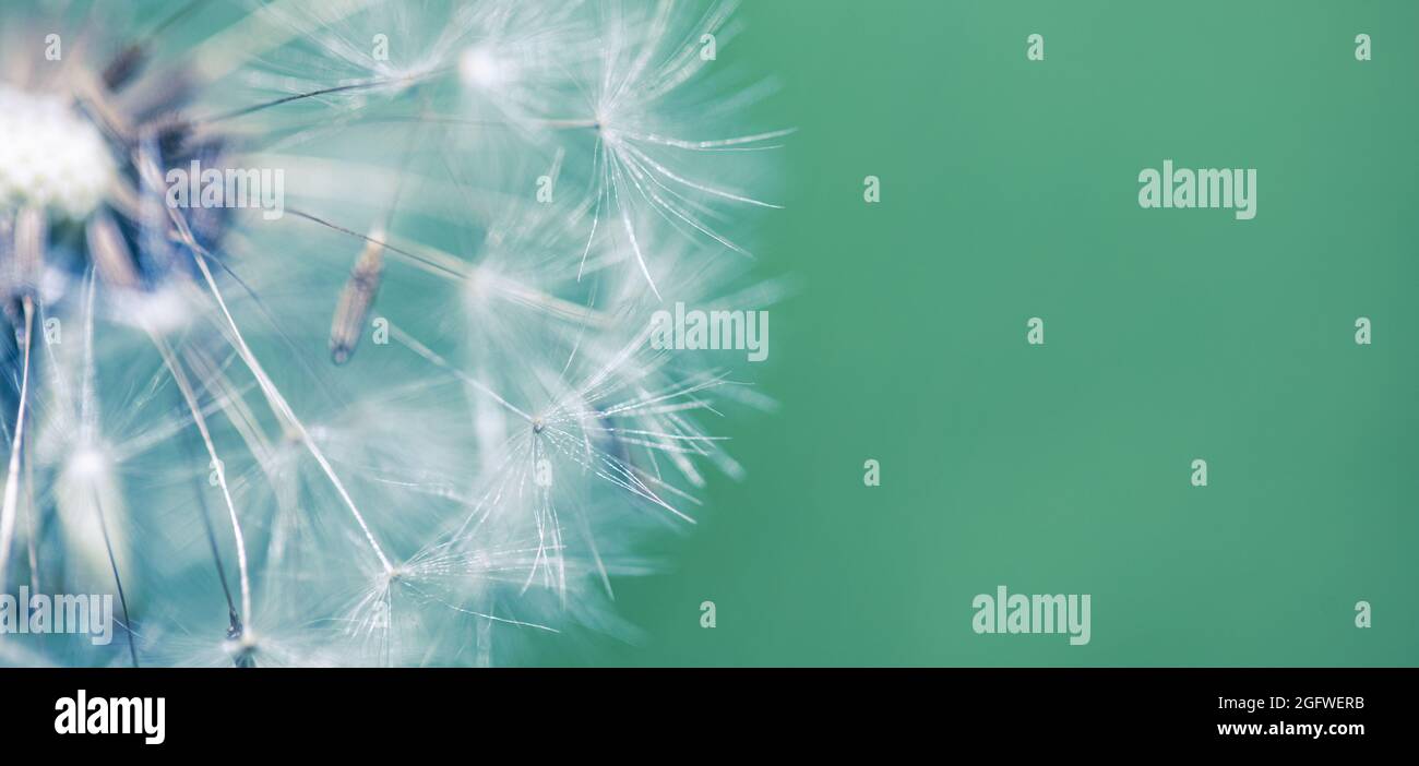 Sogno natura banner. Primo piano dente di leone su sfondo naturale. Stagione della natura, flora, dettagli in fiore, astratto morbido blu floreale natura concetto Foto Stock