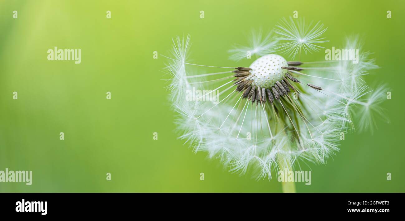 Sogno natura banner. Primo piano dente di leone su sfondo naturale. Stagione della natura, flora, dettagli in fiore, astratto morbido blu floreale natura concetto Foto Stock