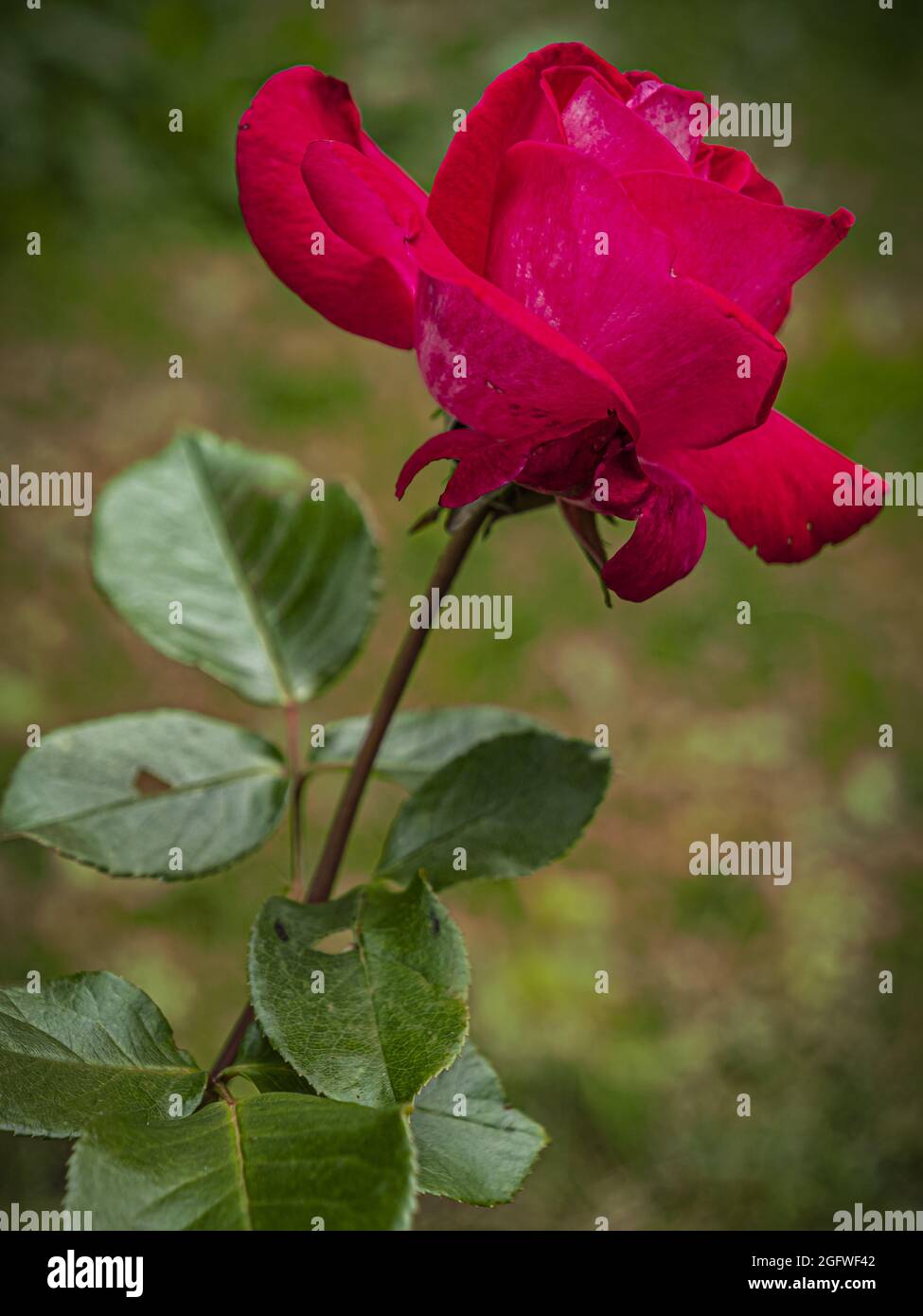 Rosa rossa a fine estate Foto Stock